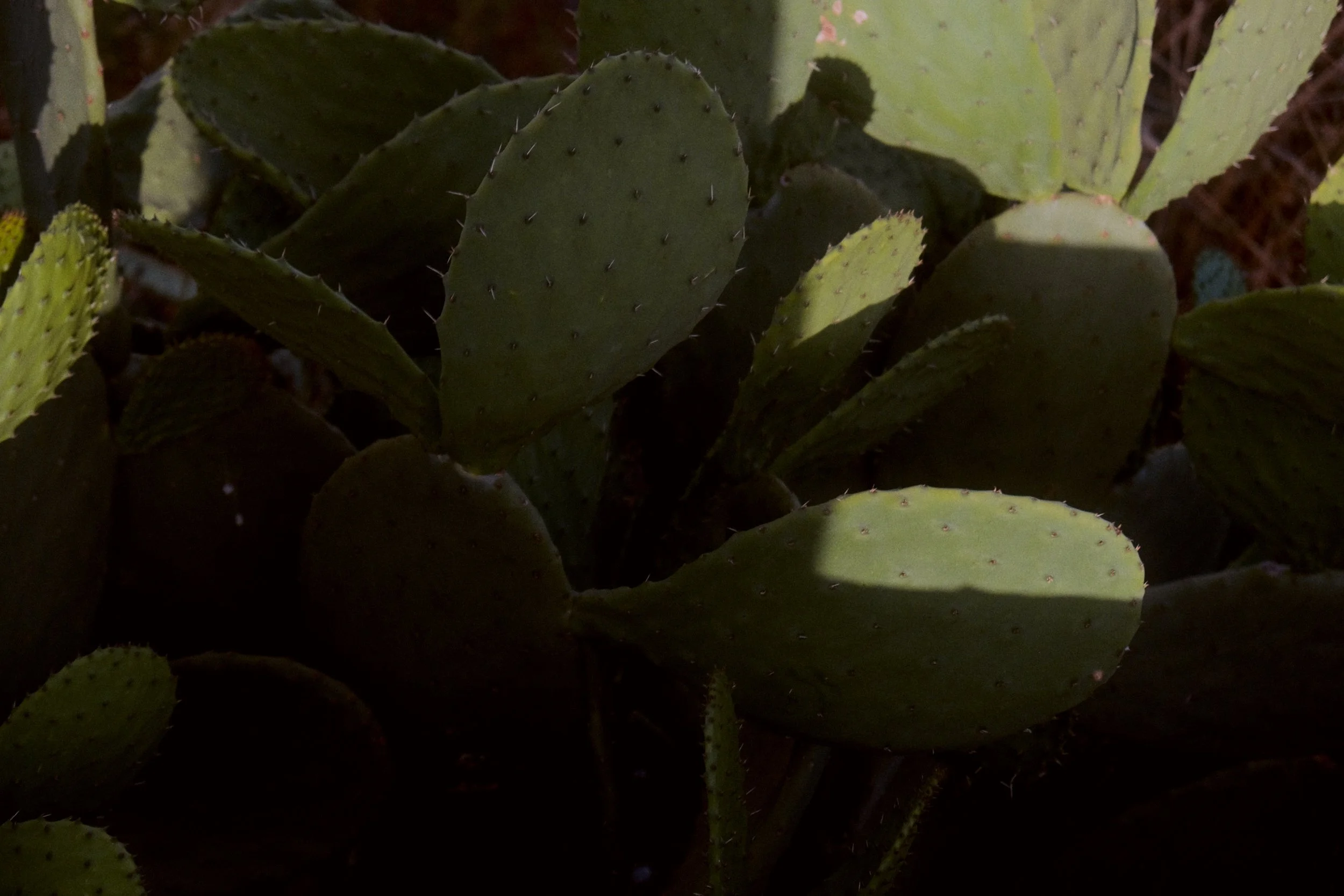 Cactus - Lanzarote
