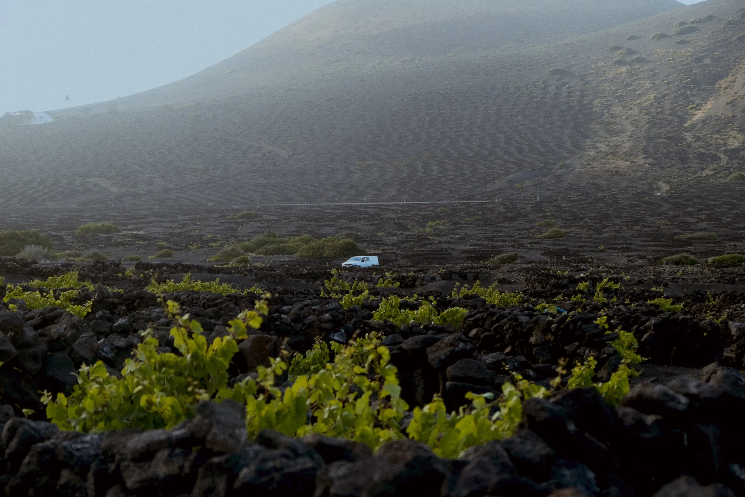 Vignoble en pente avec une voiture blanche au premier plan et une montagne en arrière-plan, ambiance brumeuse.