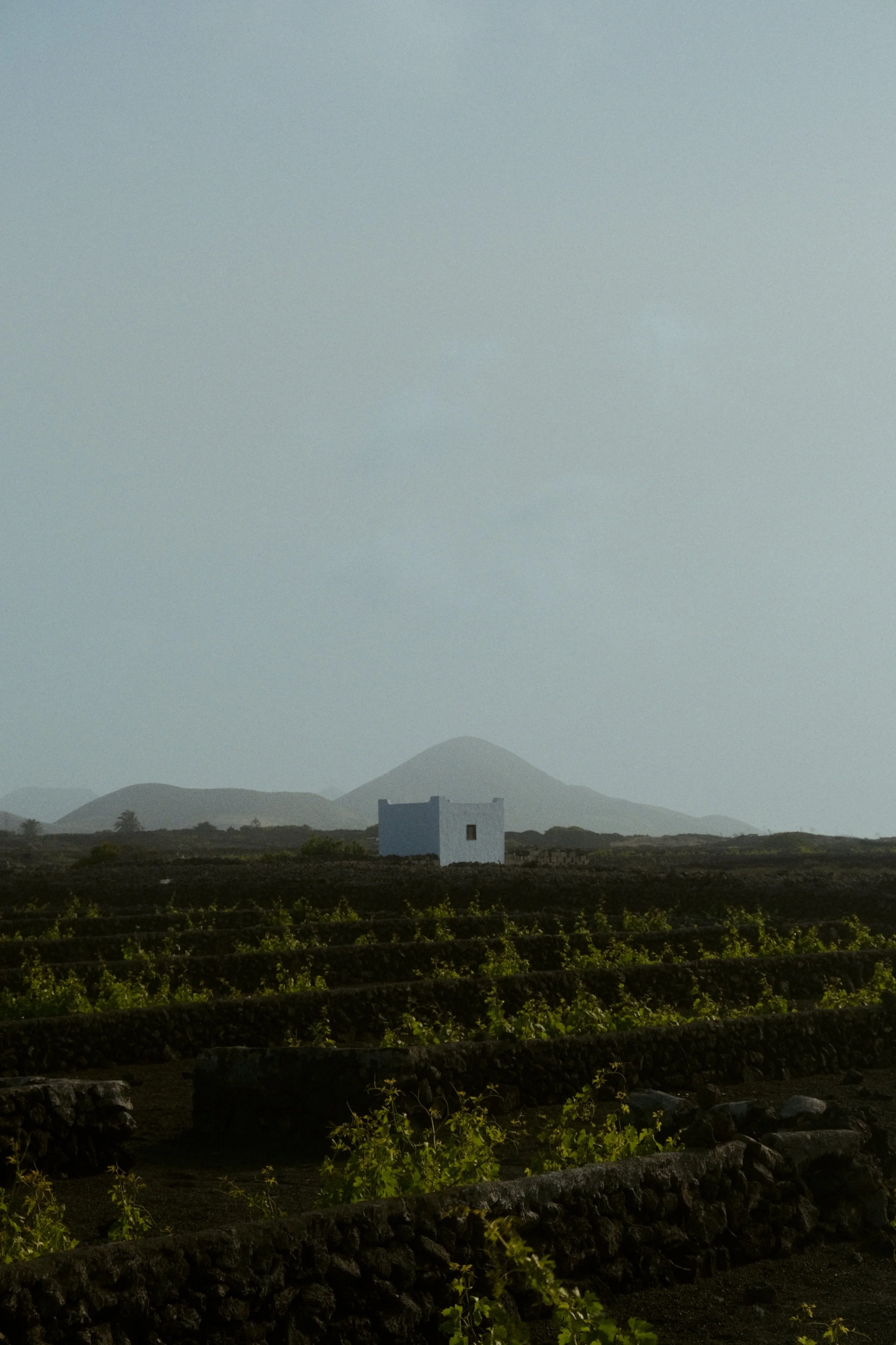 Paysage rural avec une petite maison blanche, des rangées de vignes, des montagnes à l'arrière-plan et un ciel clair
