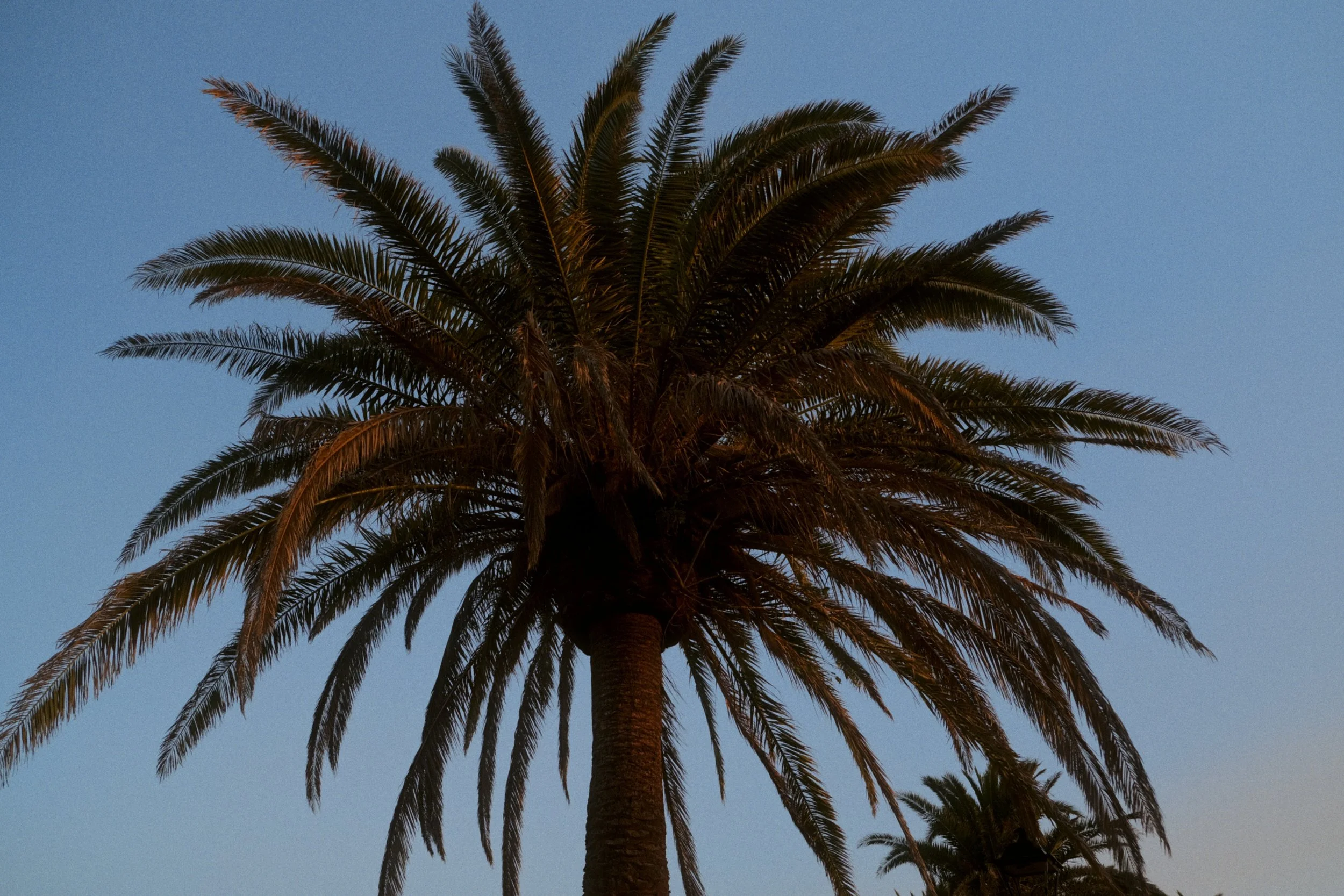 Une photo en contre-plongée d'un palmier avec un ciel clair en arrière-plan