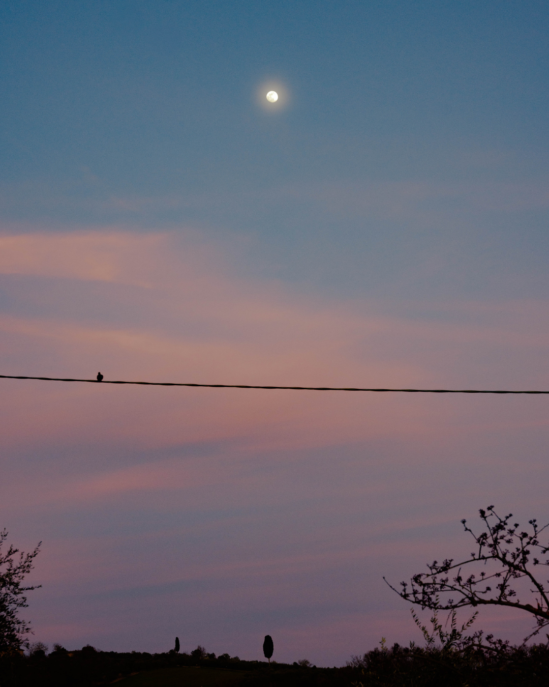 Ciel au crépuscule avec la lune brillante, silhouettes d'arbres et de lignes électriques, ciel coloré en dégradé de rose et de bleu.