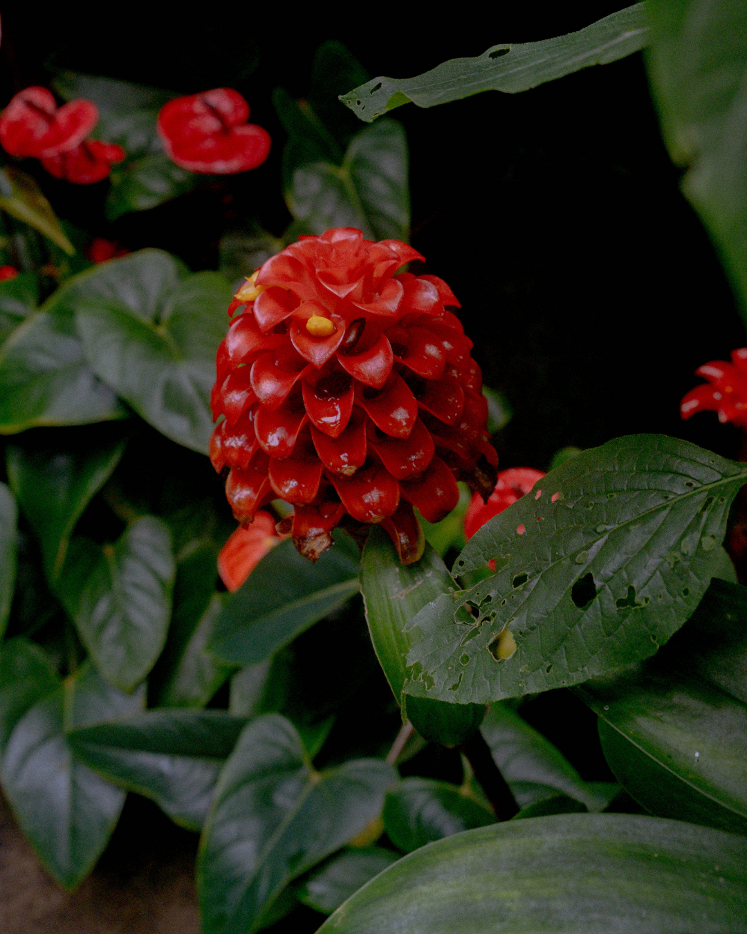 Tapeinochilos Ananassae - Kew Garden