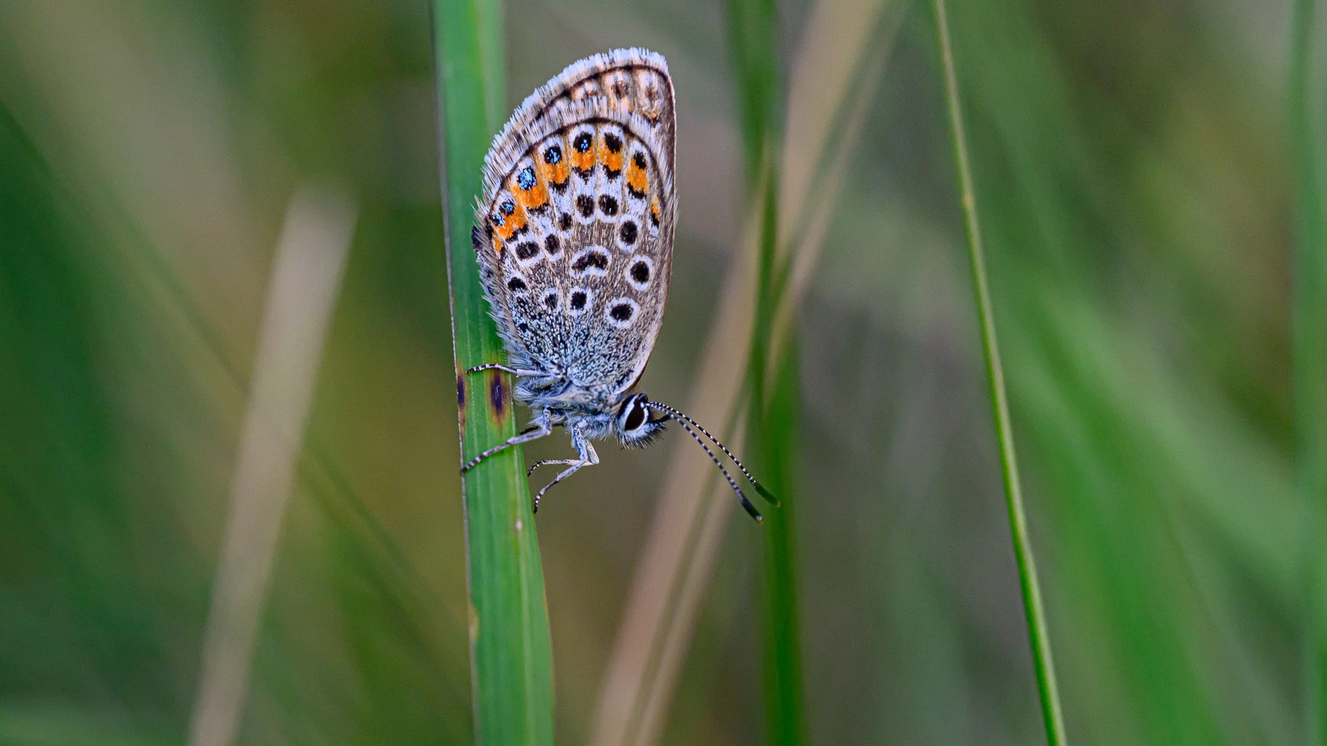 _NC85392-1.jpg