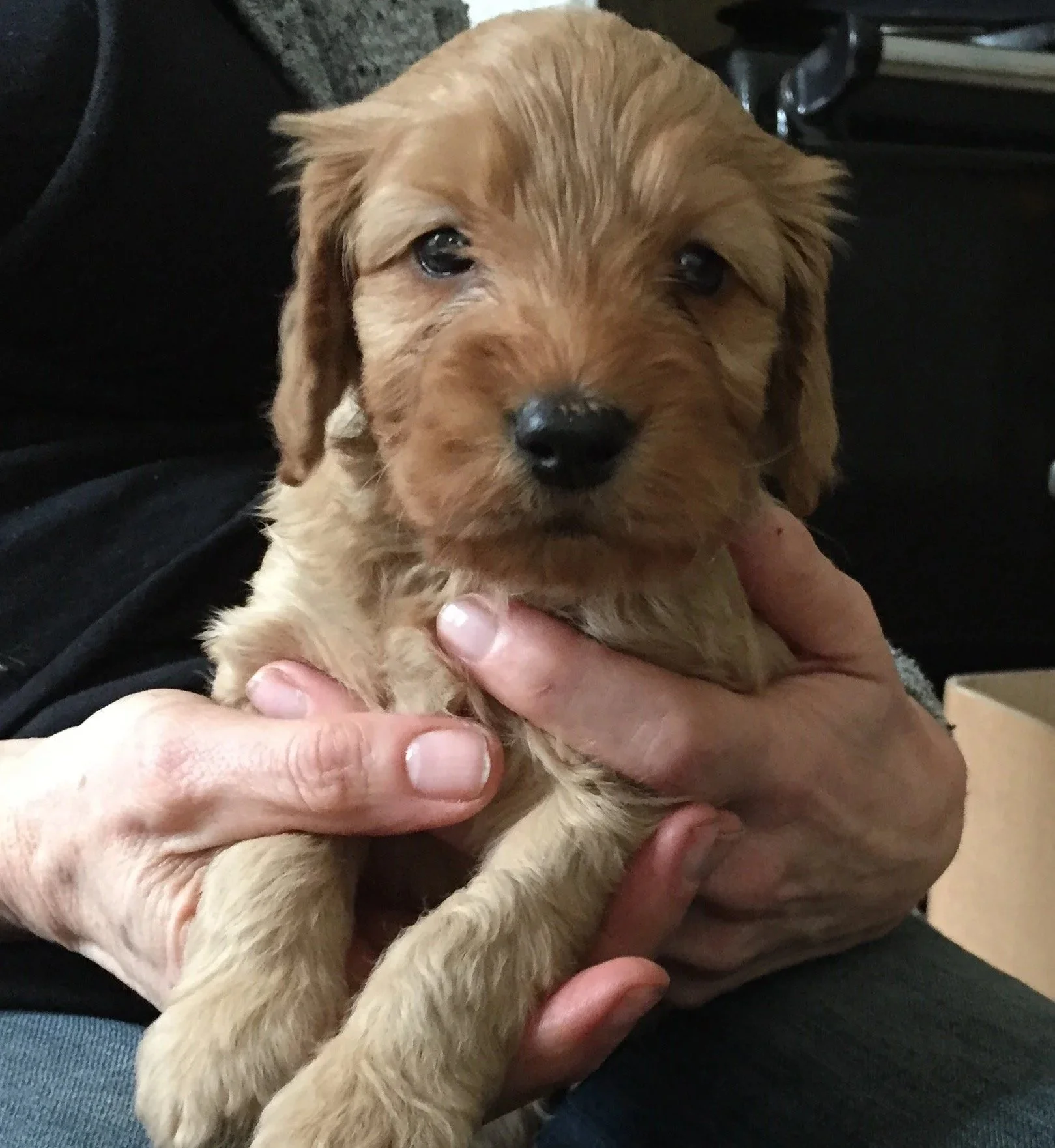 The first time we found him, or did he choose  us. Instantly happy with Alison holding him.