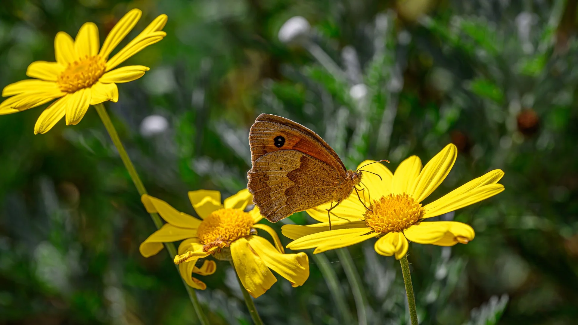 _NC85224-1.jpg