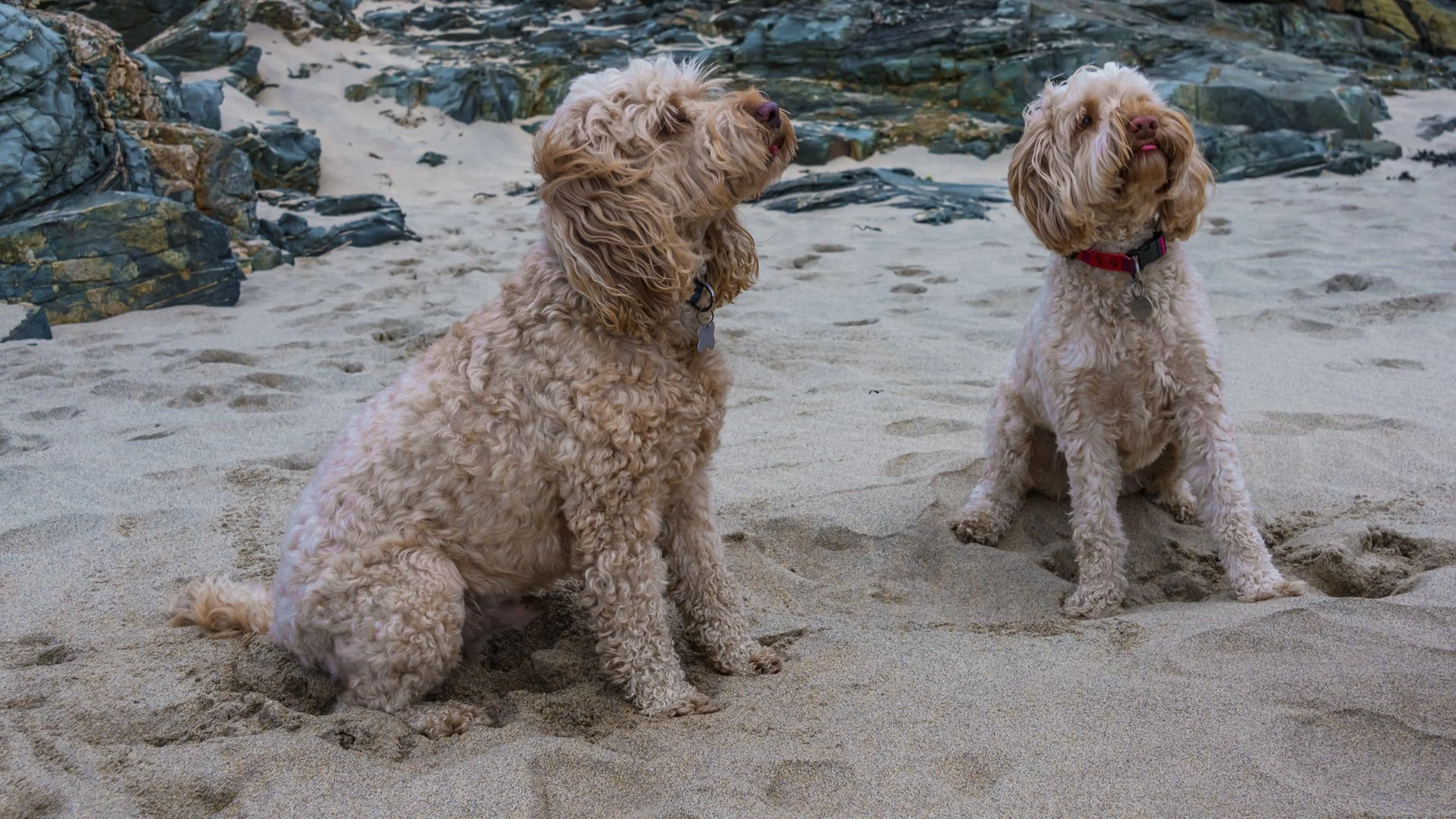 Freddie on the left Jasper on the right.