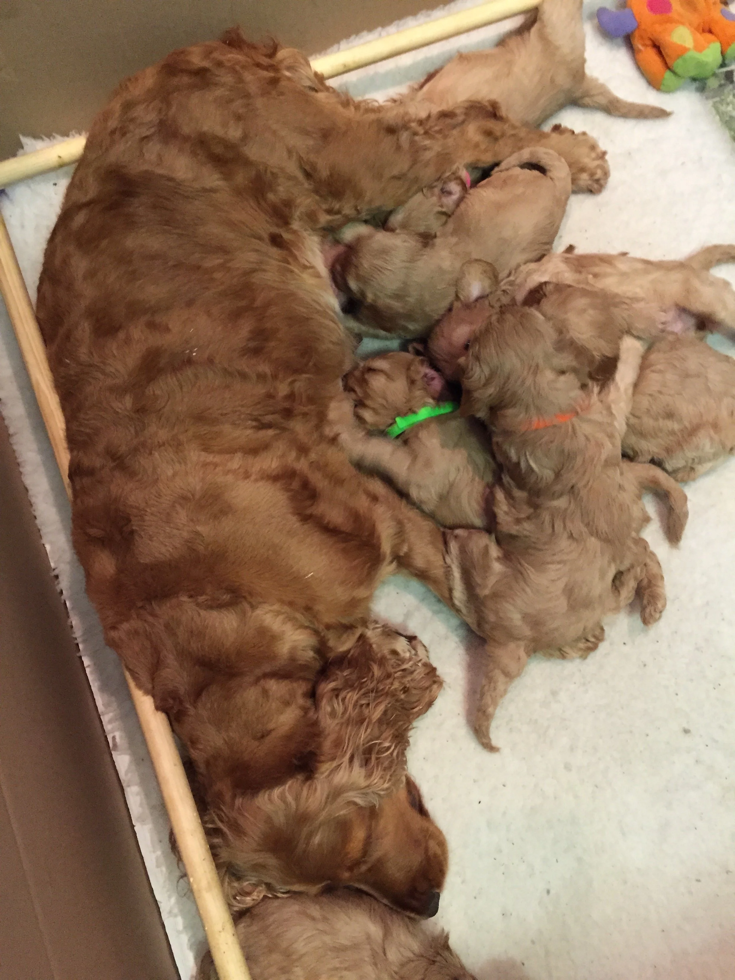 Freddie is the little puppy  with the green collar.