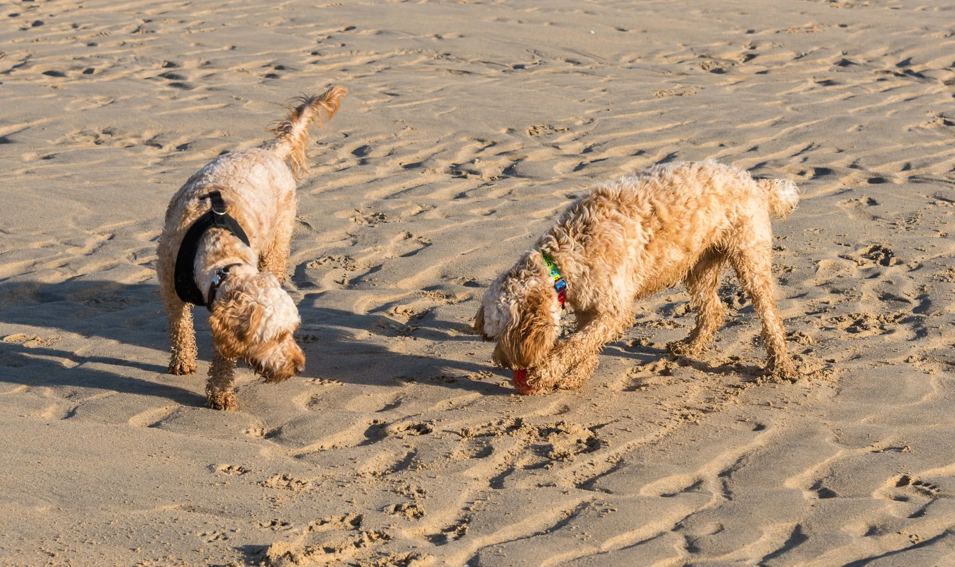 Freddie and his brother Jasper.