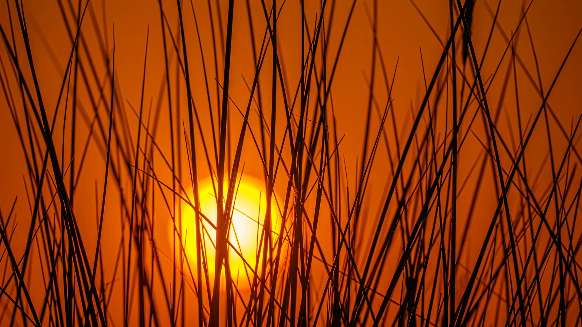 _NC85923-1.jpg