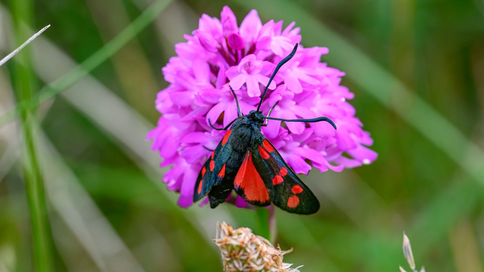 _NC85325-1.jpg