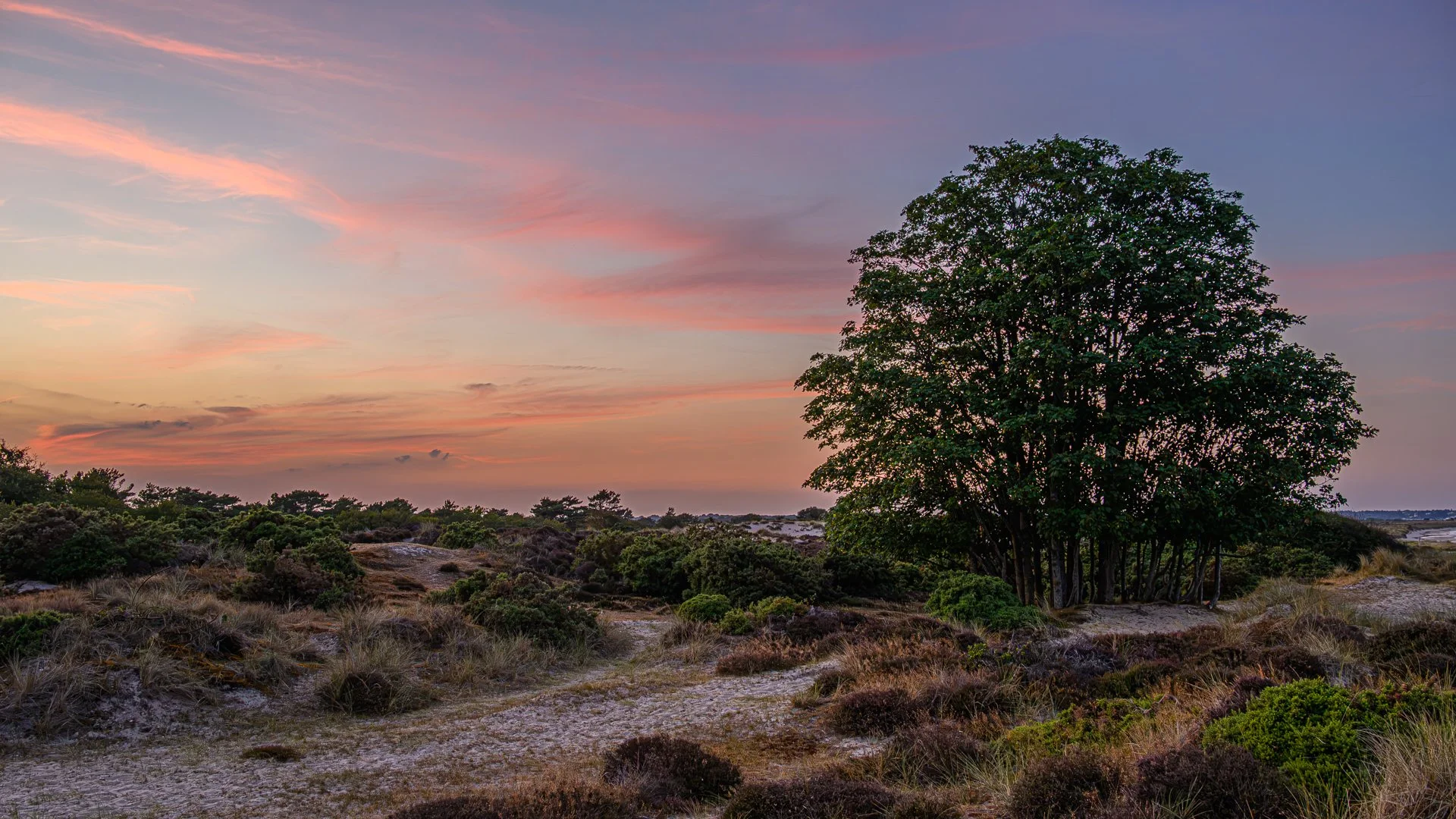 _NC85980-1.jpg