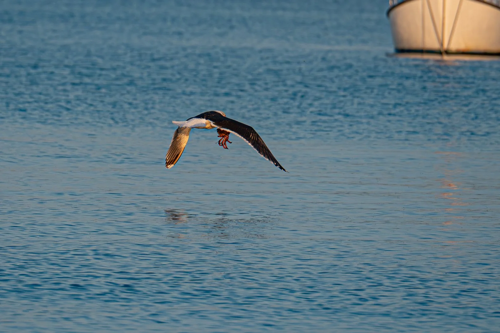 A Great Black-backed Gull caught a crab and flew away for tea. 
