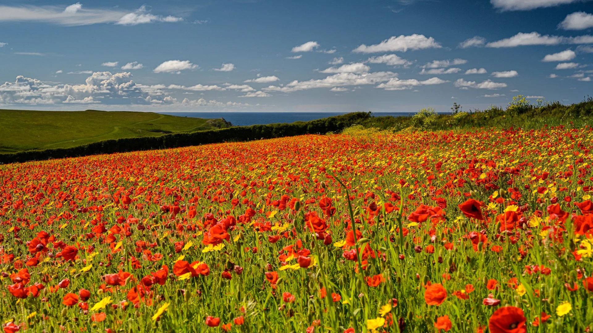 NZ7_5002-1.jpg