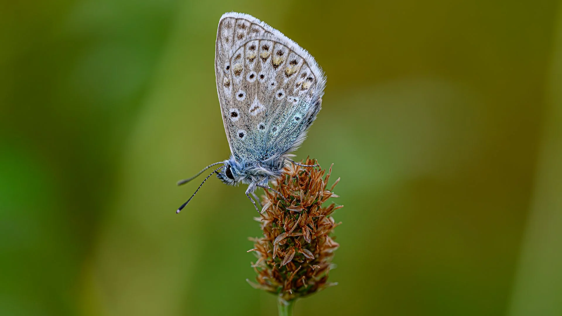 _NC85359-1.jpg