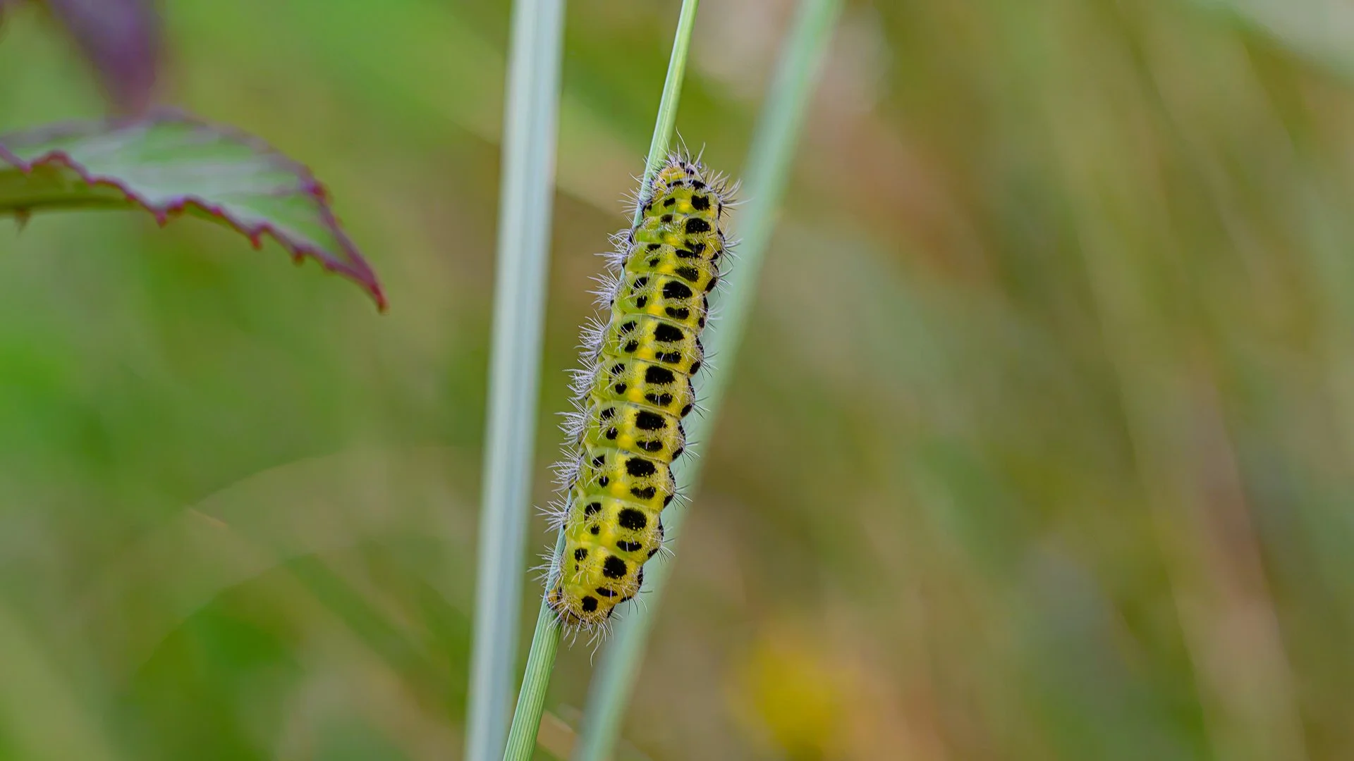 _NC85406-1.jpg