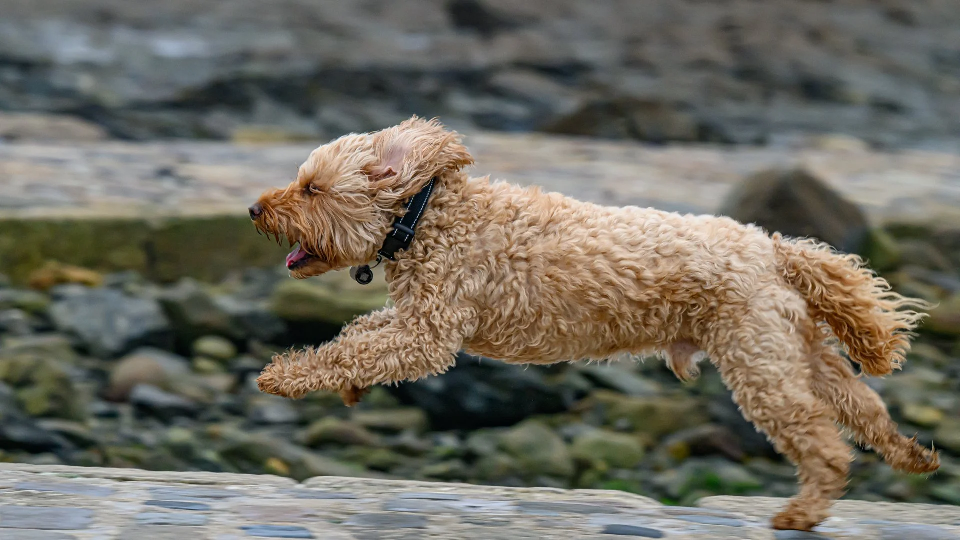 Speedy Freddie! Obviously after his ball.