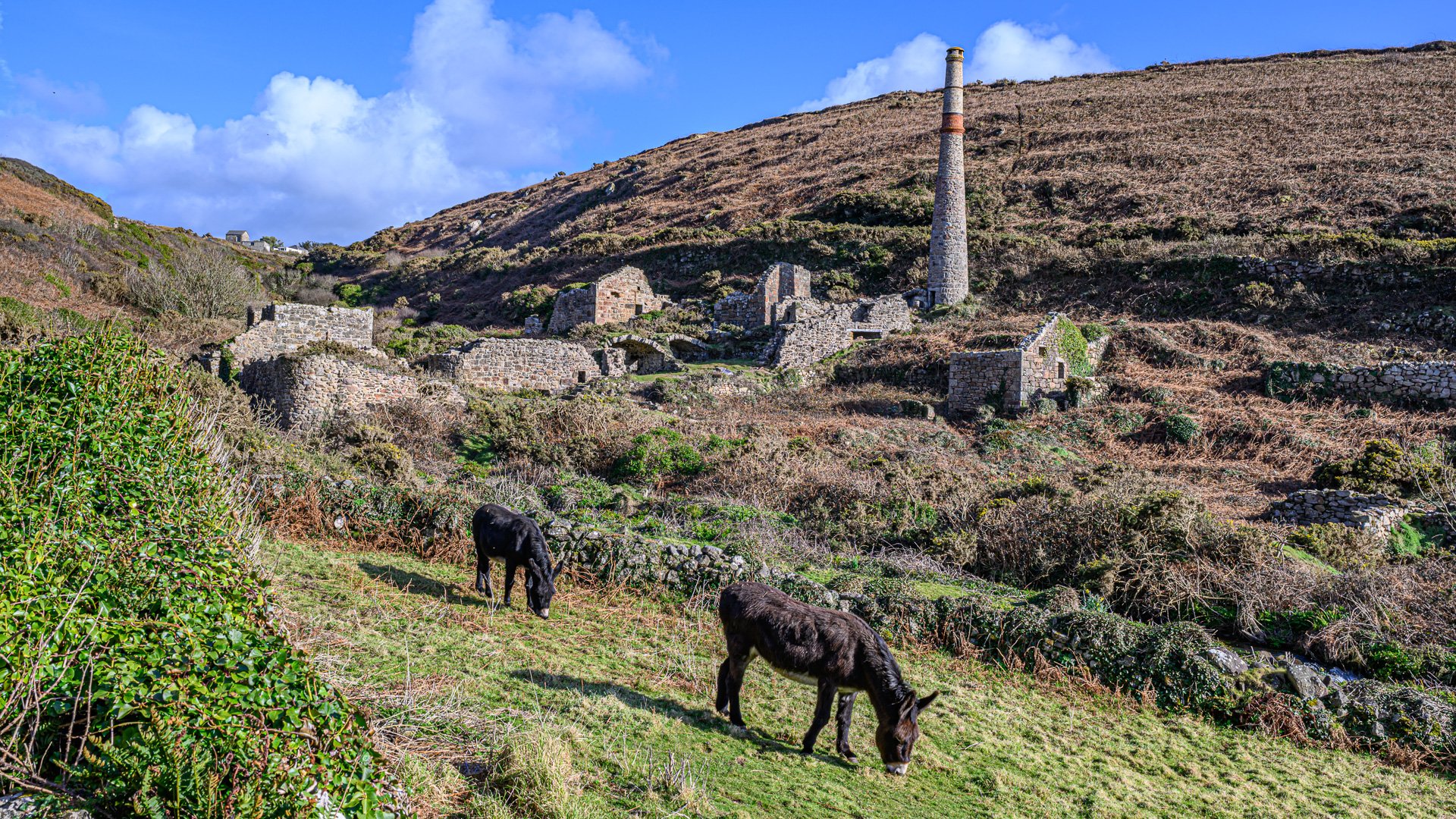 _NZ91559-1.jpg