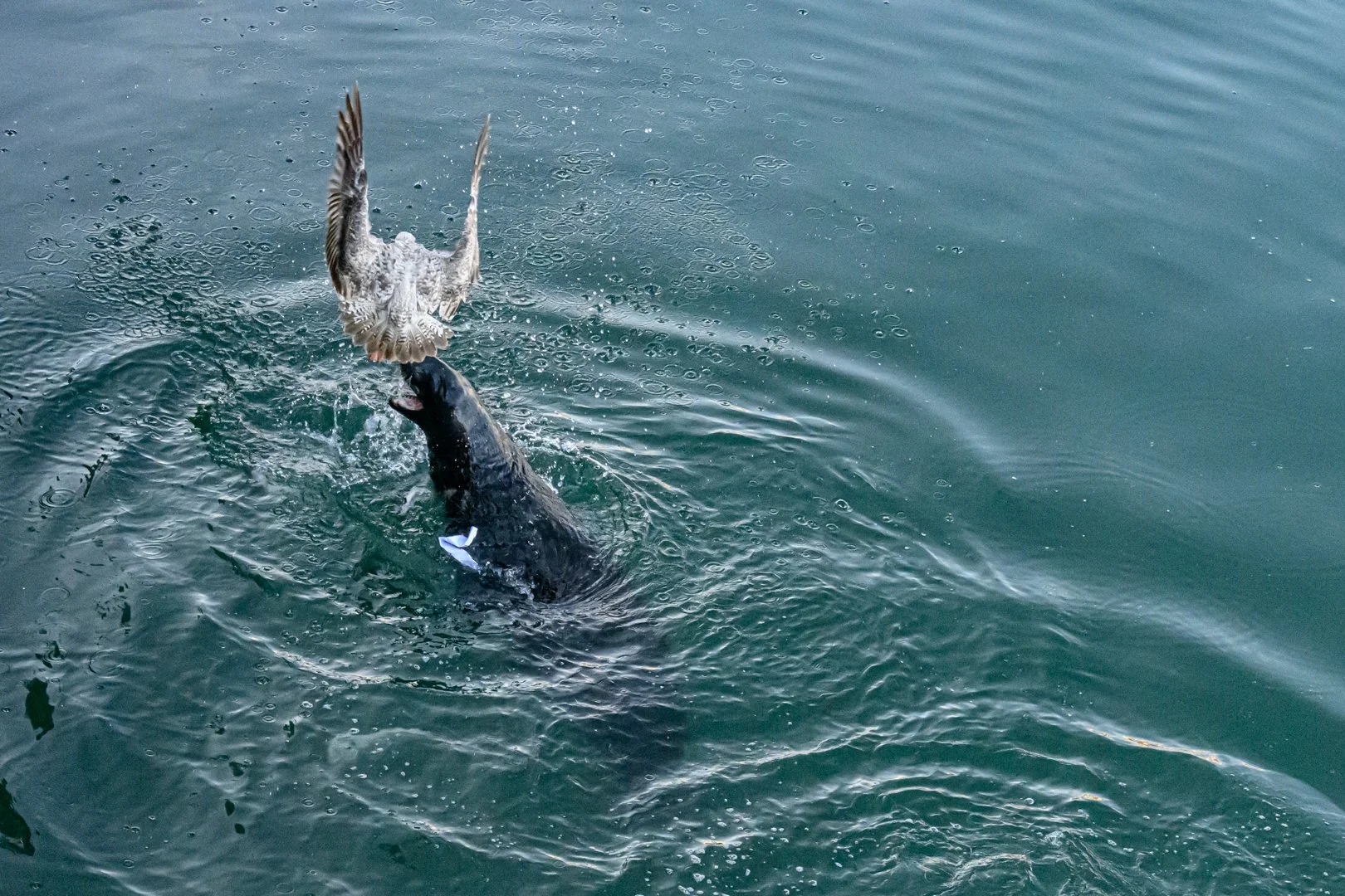 untitled (107 of 177).jpg