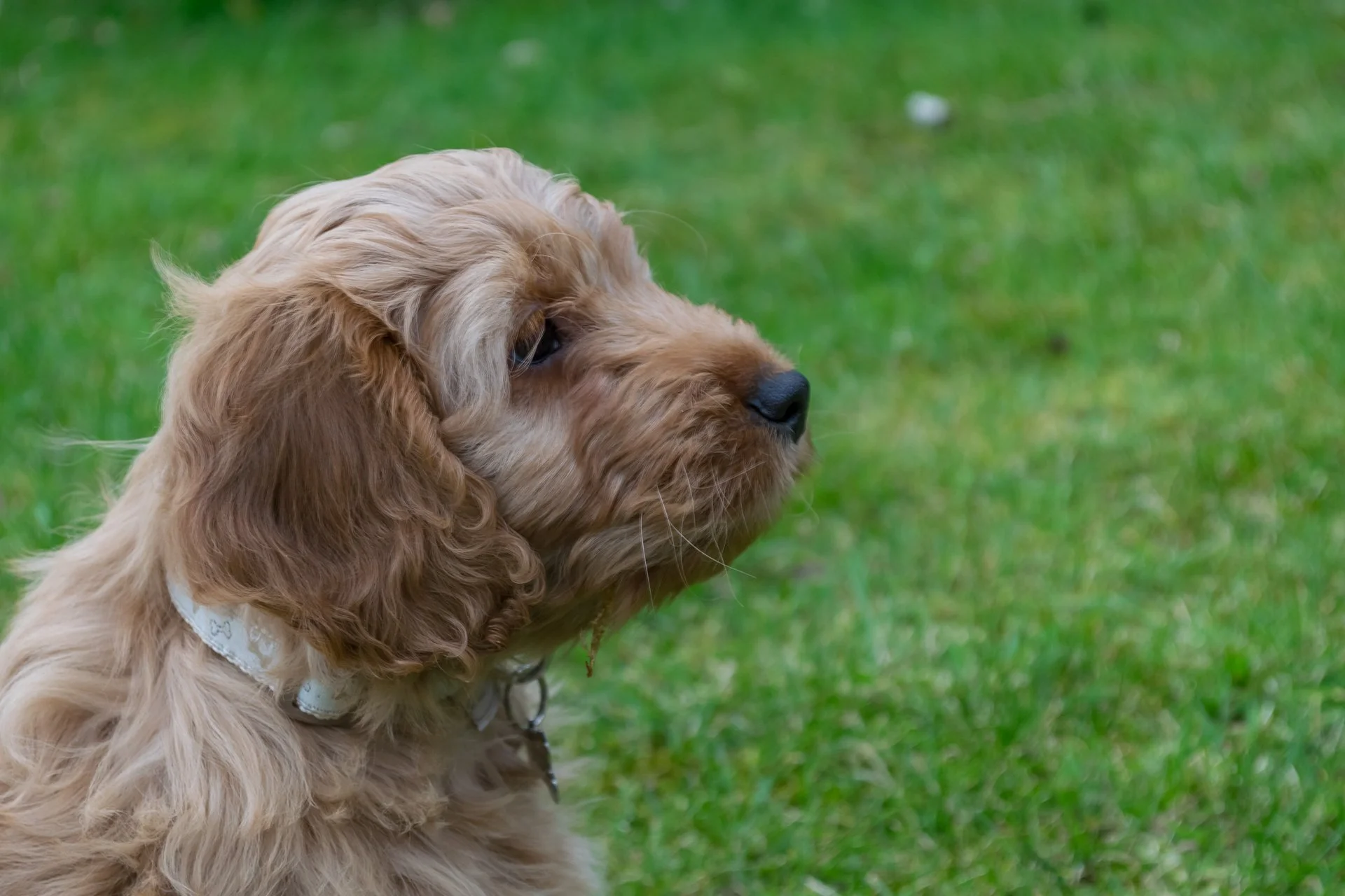 The day he came home with us at 8 weeks old.
