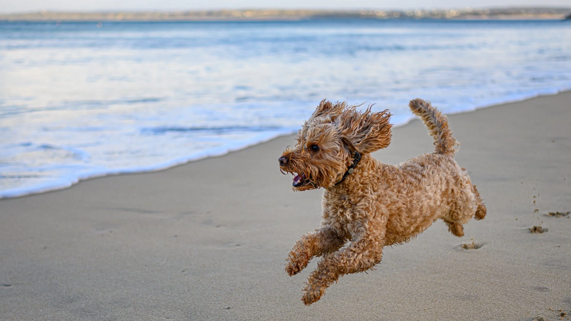 He can be wild at times! (show him a postman)