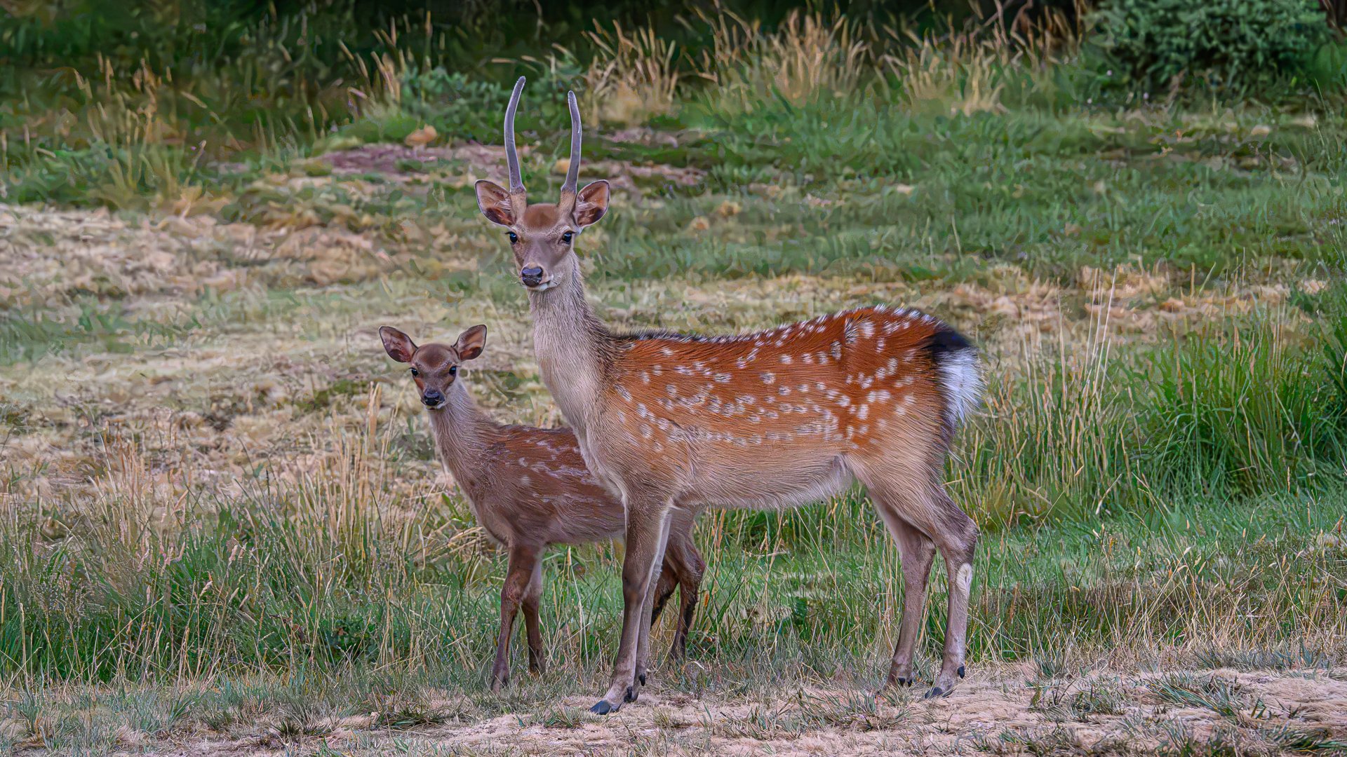 This was taken in almost darkness at 25,600 ISO at 9.15pm in the hotel garden. 