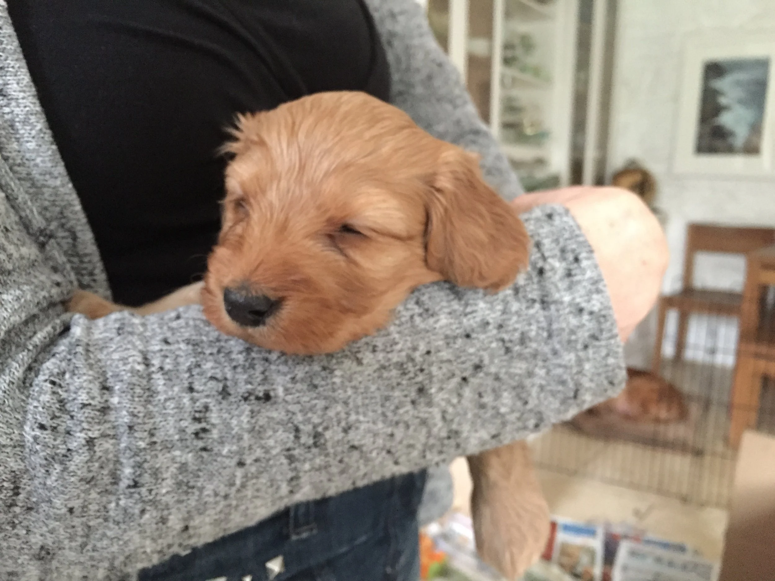 Instantly at home in Alison's arms.