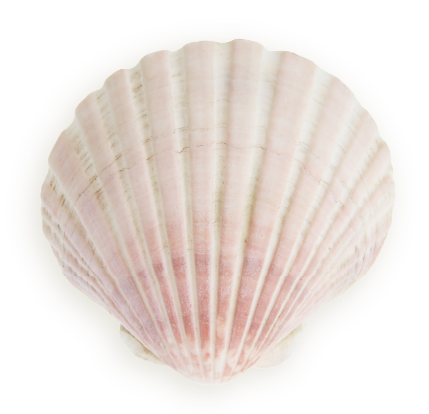 Pink and white scallop shell on a brown background.