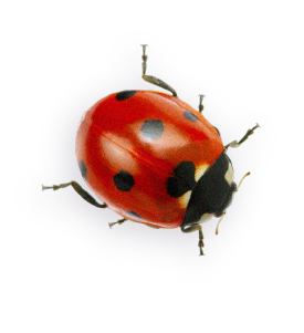 Close-up illustration of a ladybug with red and black markings on its back and black head, with legs extended