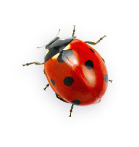 A close-up illustration of a ladybug with a red body, black spots, and black head, on a purple background.