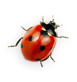 A ladybug with red wings and black spots, flying against a dark background.