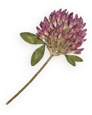 A purple clover flower with green leaves and a long stem