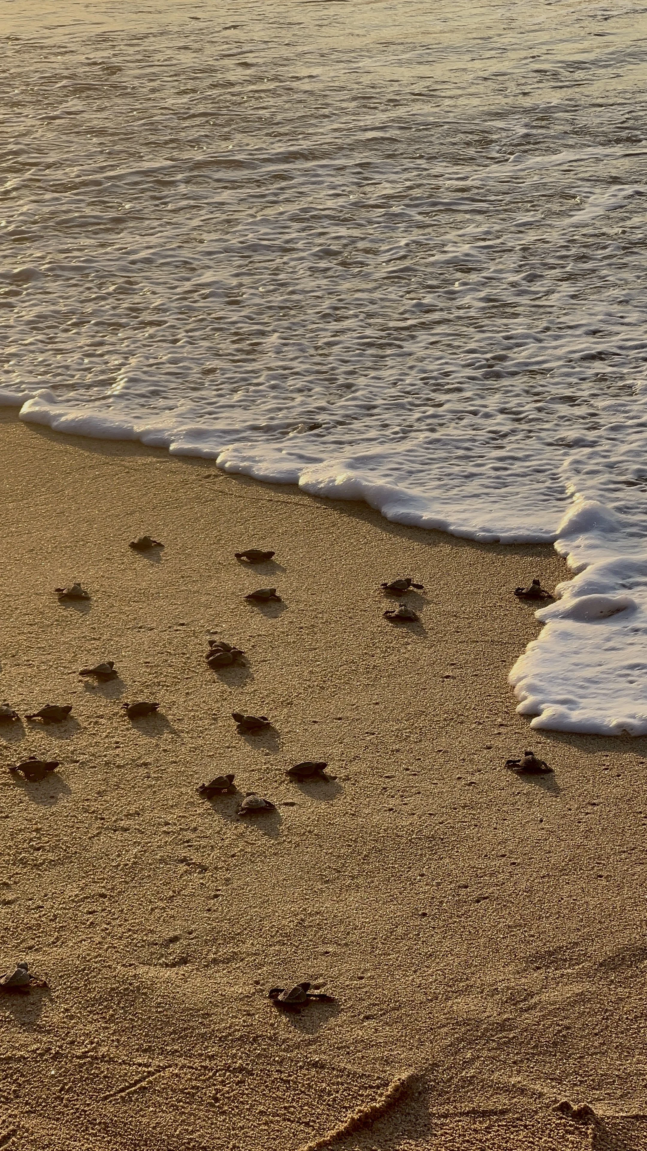 Costa Rica Clarity Call (30mins)