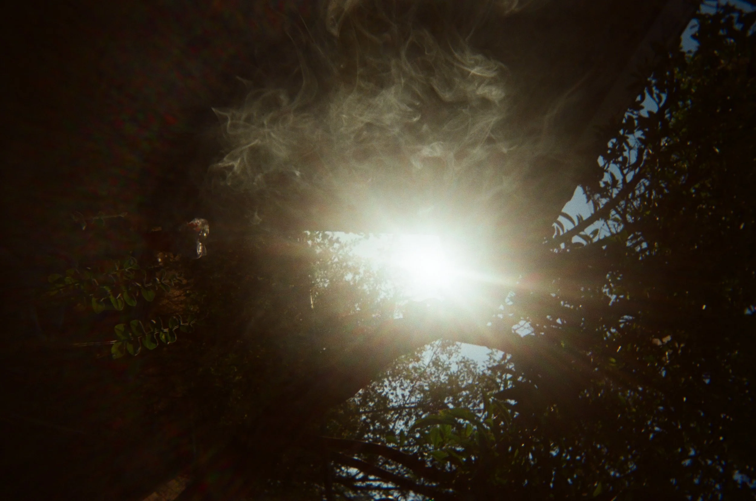 Sunshine shining through the trees with visible rays and some smoke or mist in the air.