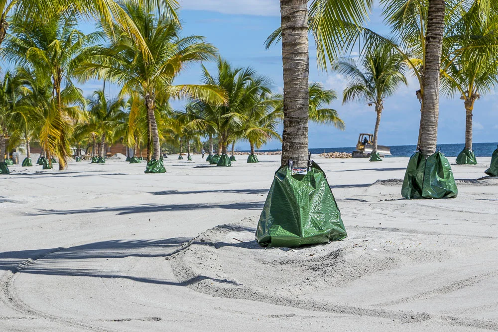 Collected palm trees wrapped in green protectors on a sandy beach with a clear blue sky and ocean in the background.