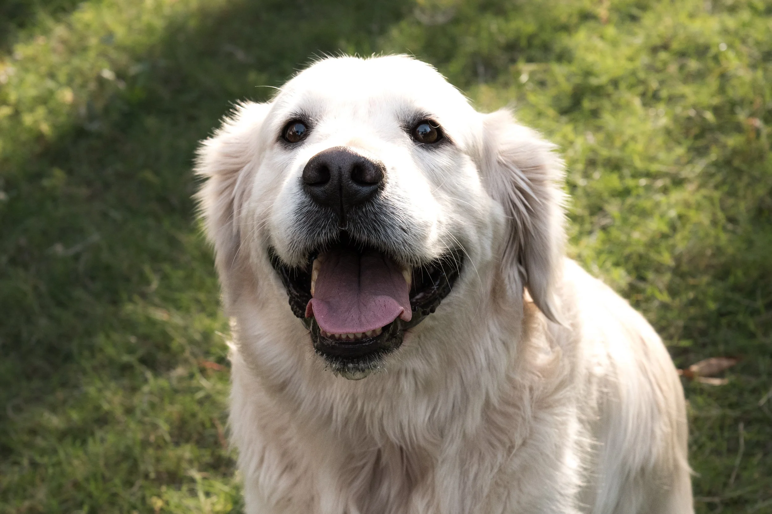 A happy Golden Retriever dog with its tongue out standing on grass.