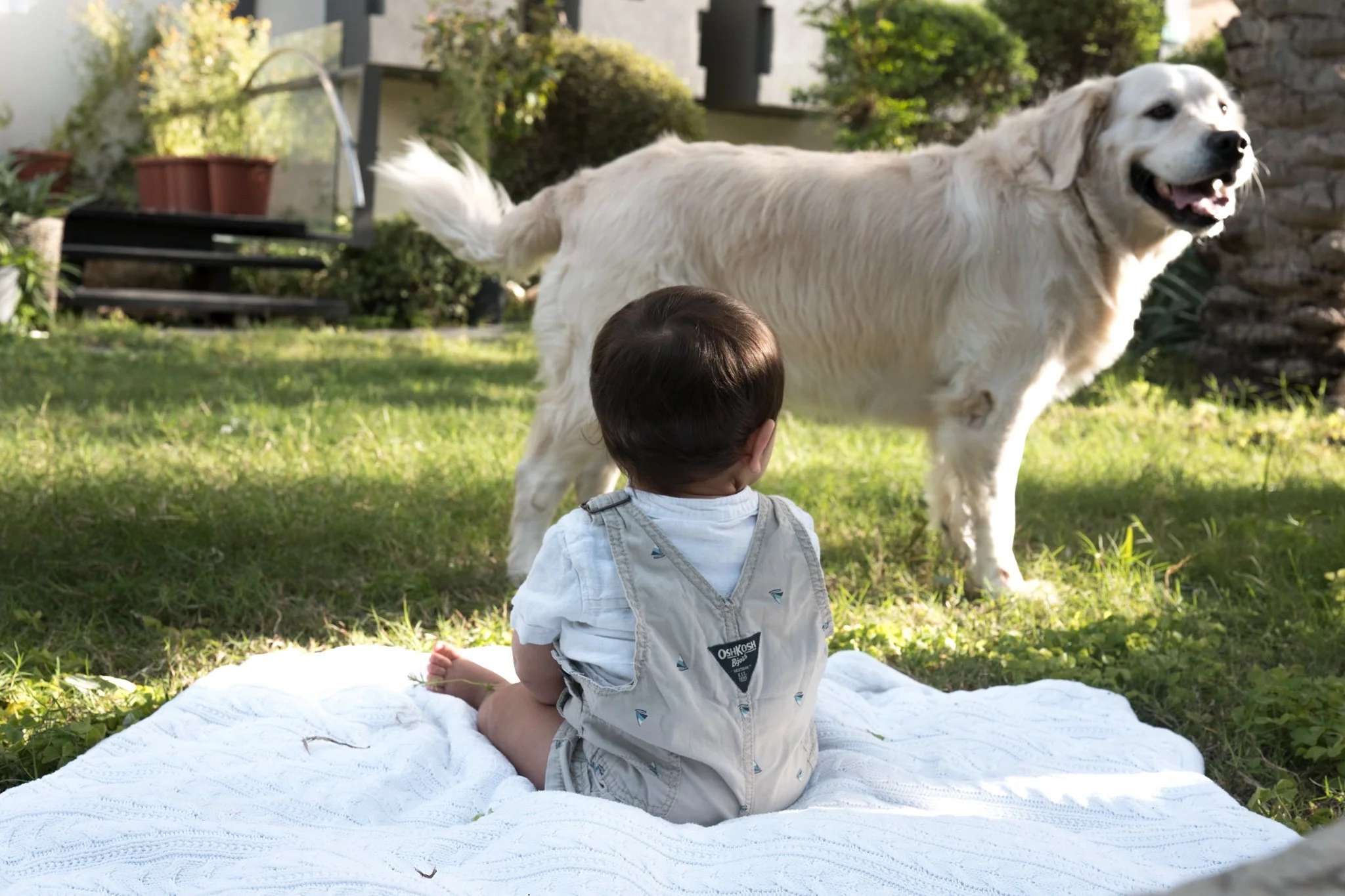 A young child sitting on a white blanket, observing a large, white Golden Retriever dog outdoors in a garden.