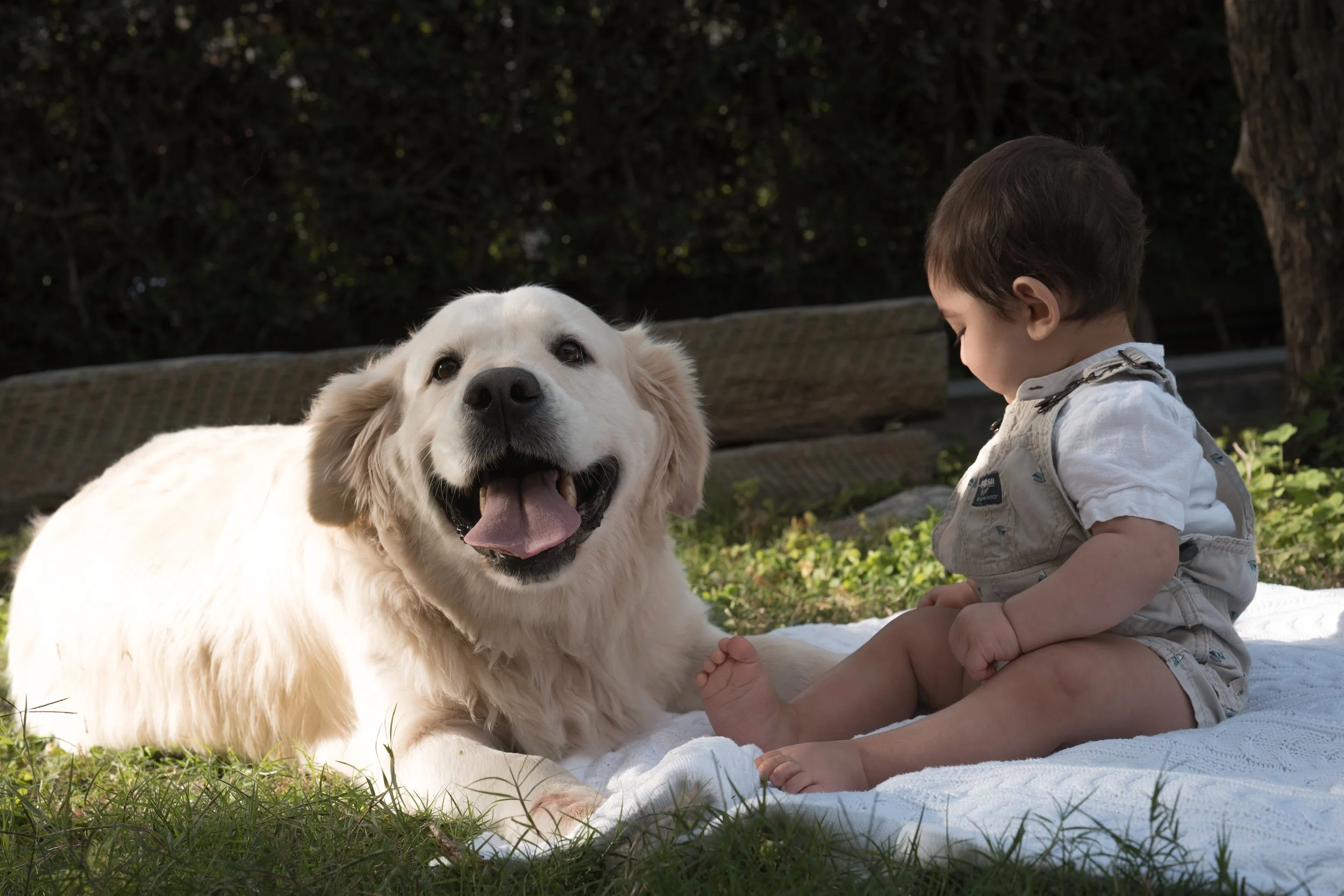 A young boy and a happy golden retriever puppy sitting on a white blanket outdoors with green grass and trees in the background.