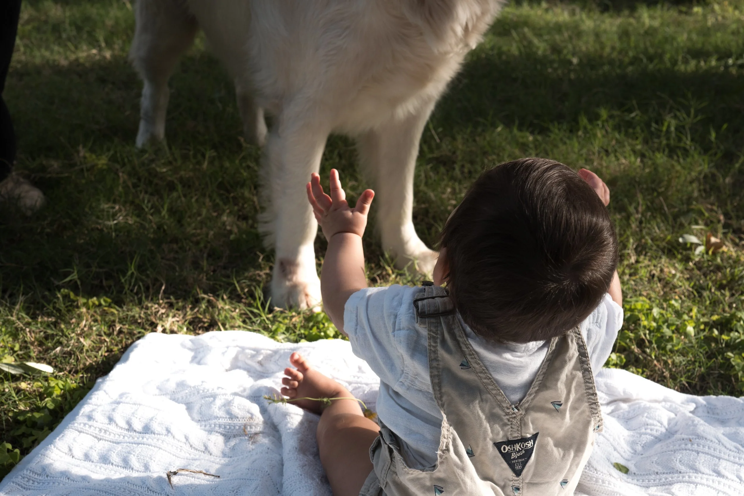A baby sitting on a white blanket outdoors, reaching out to pet a white dog that is standing nearby on grass.