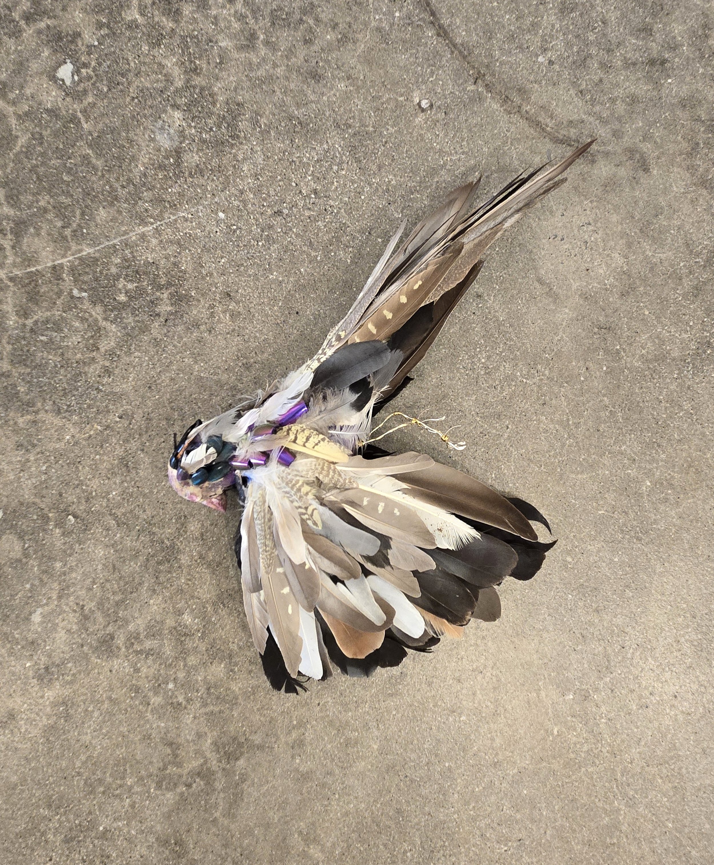 real feathers and fake nails in the shape of a dead bird on the ground