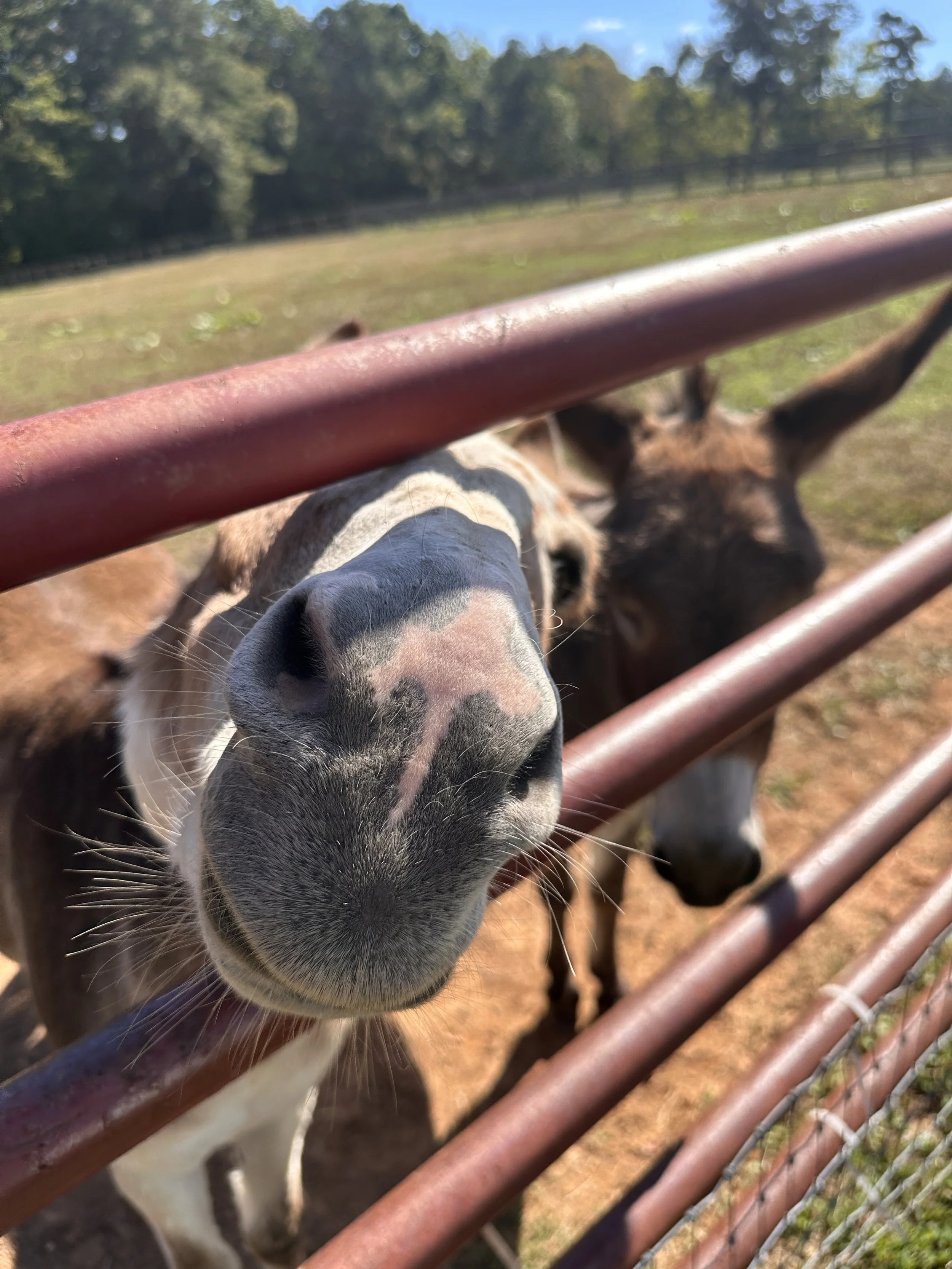 Little Buckets Farm Sanctuary