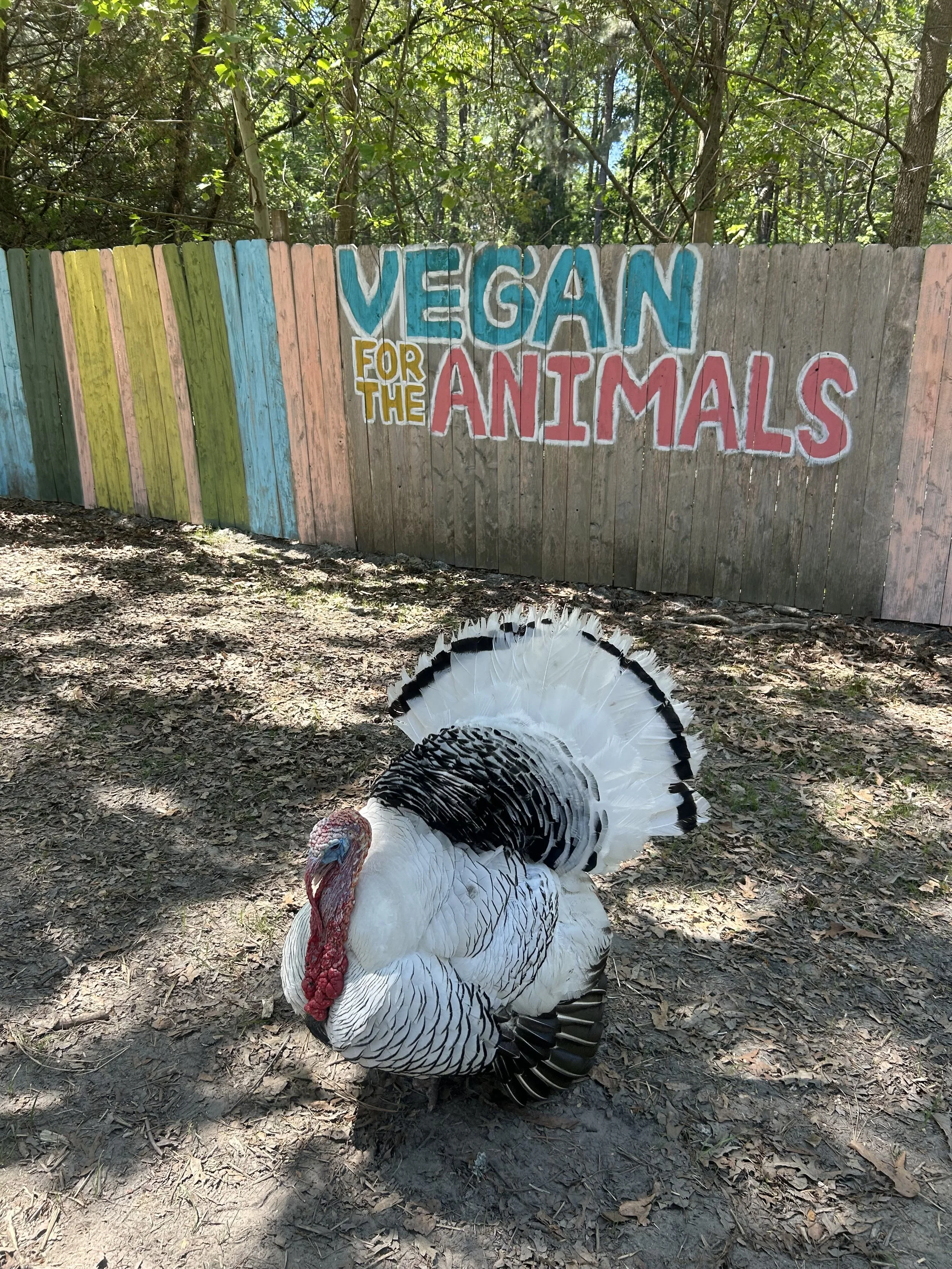 Life With Pigs Farm Animal Sanctuary