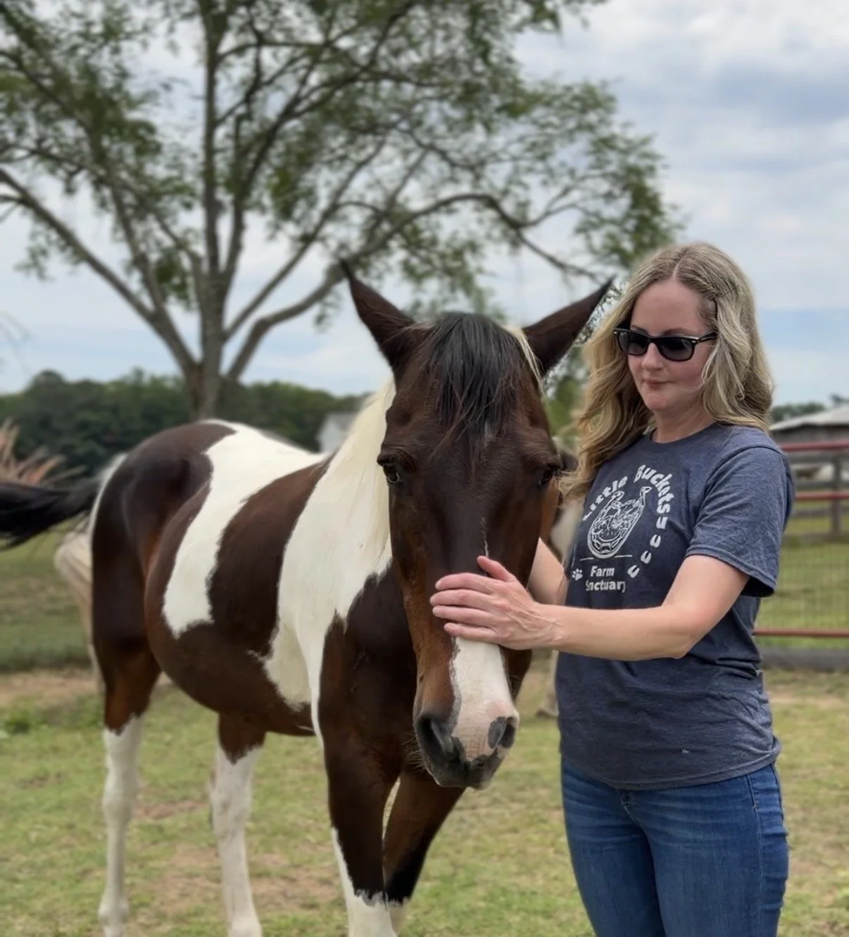 Save the horses