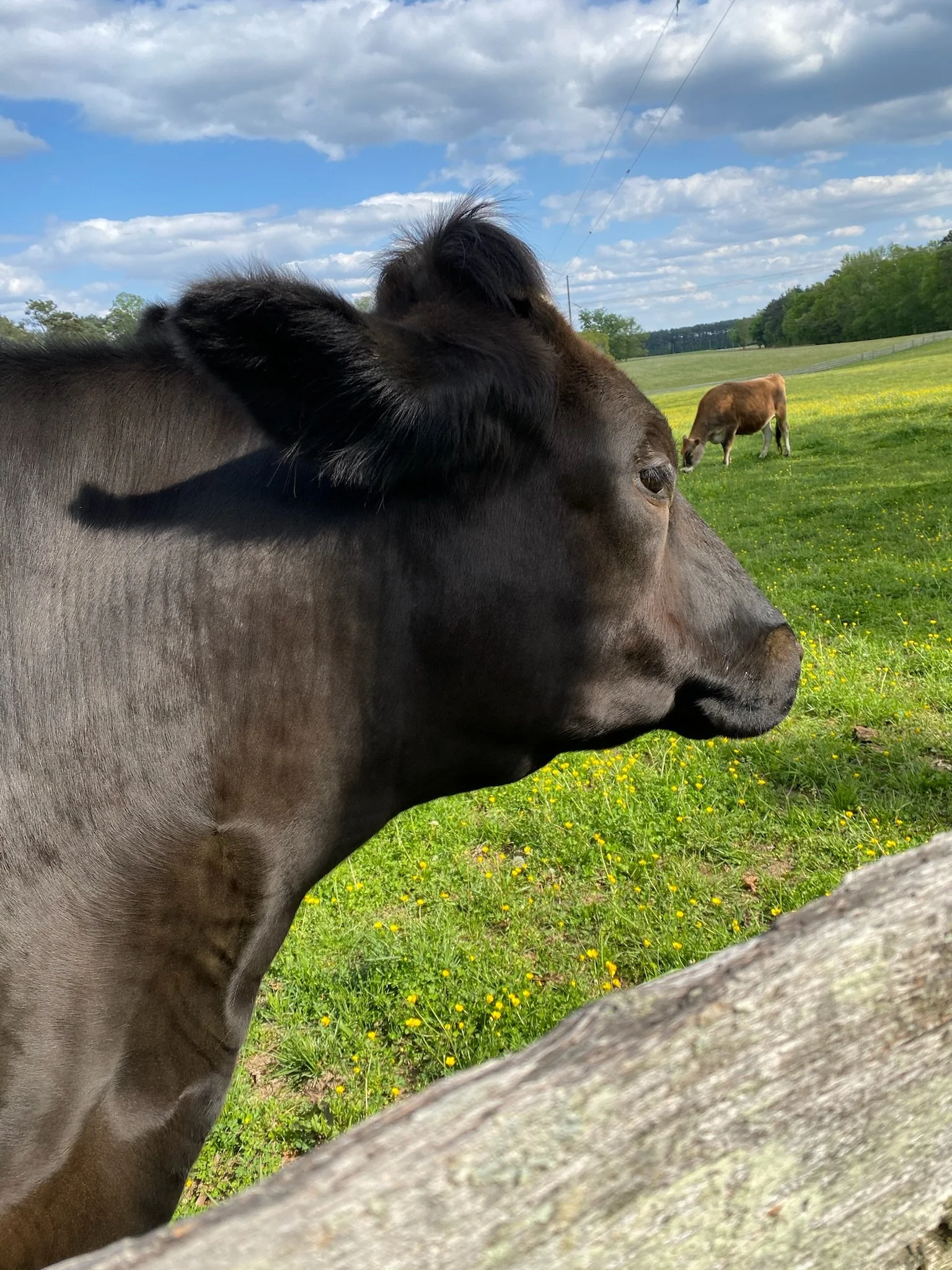 The Vegan