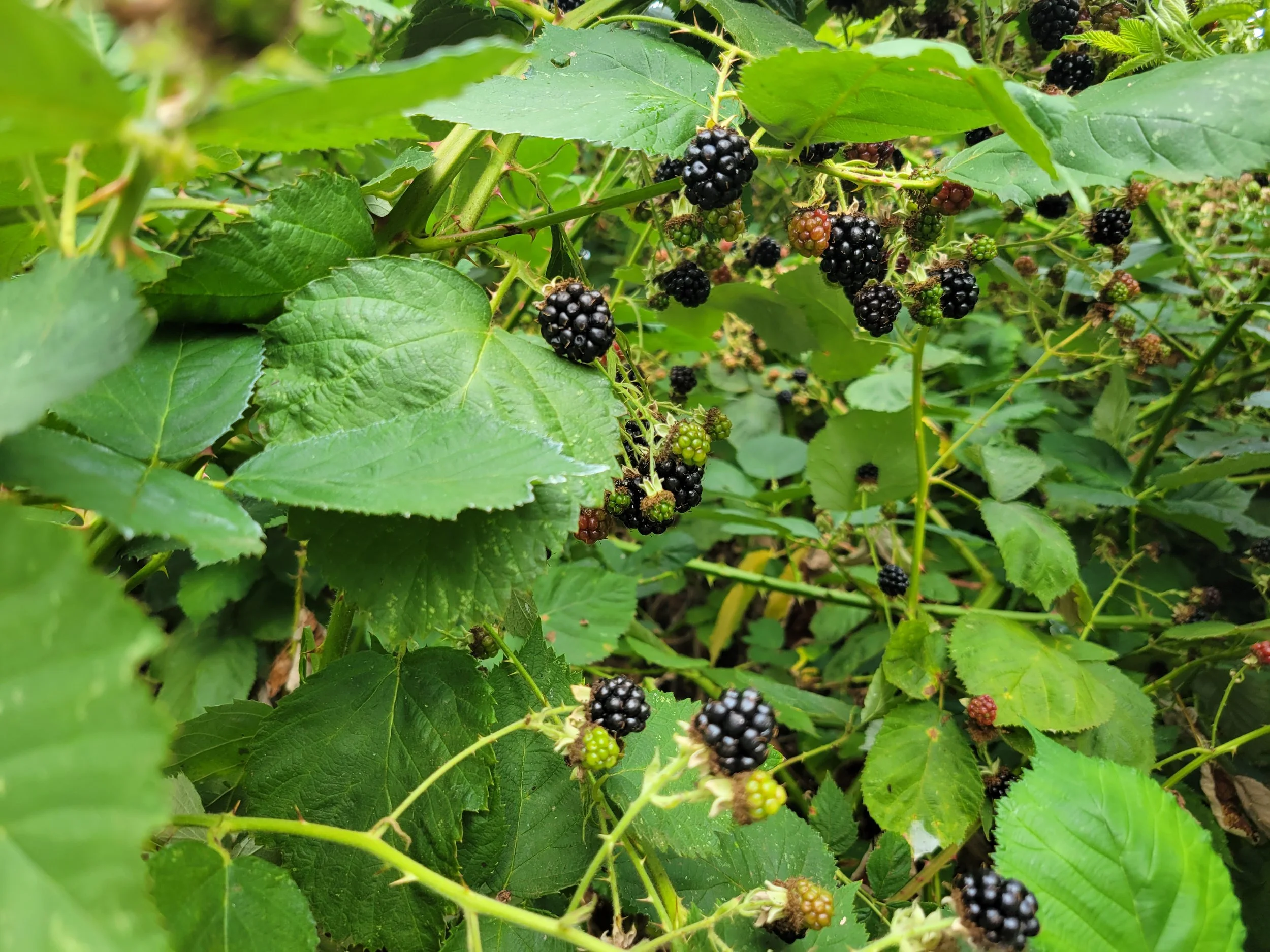 Heaven Is A Blackberry In August