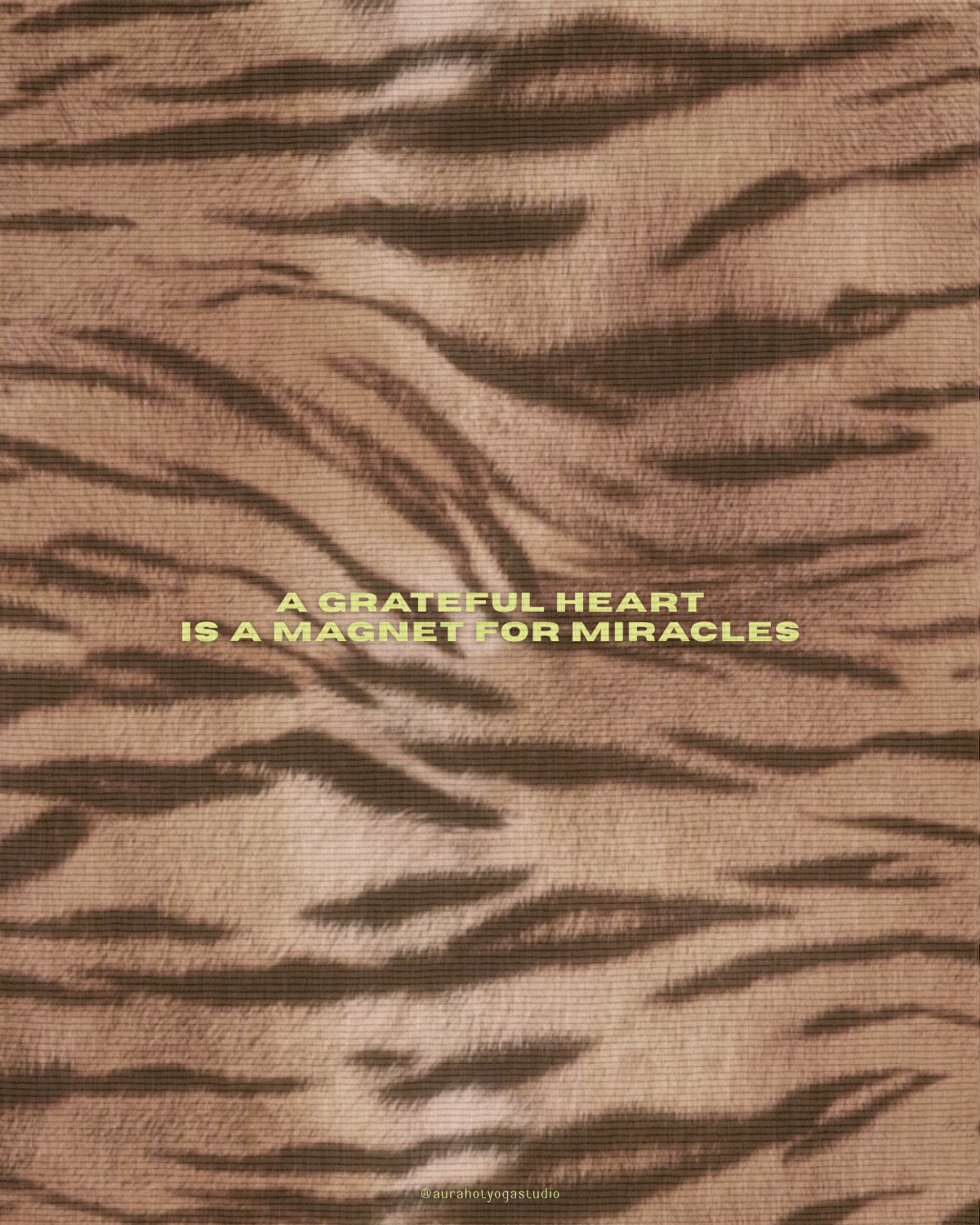 Close-up of a zebra's black and white striped fur with the quote 'A grateful heart is a magnet for miracles' written in yellow text.
