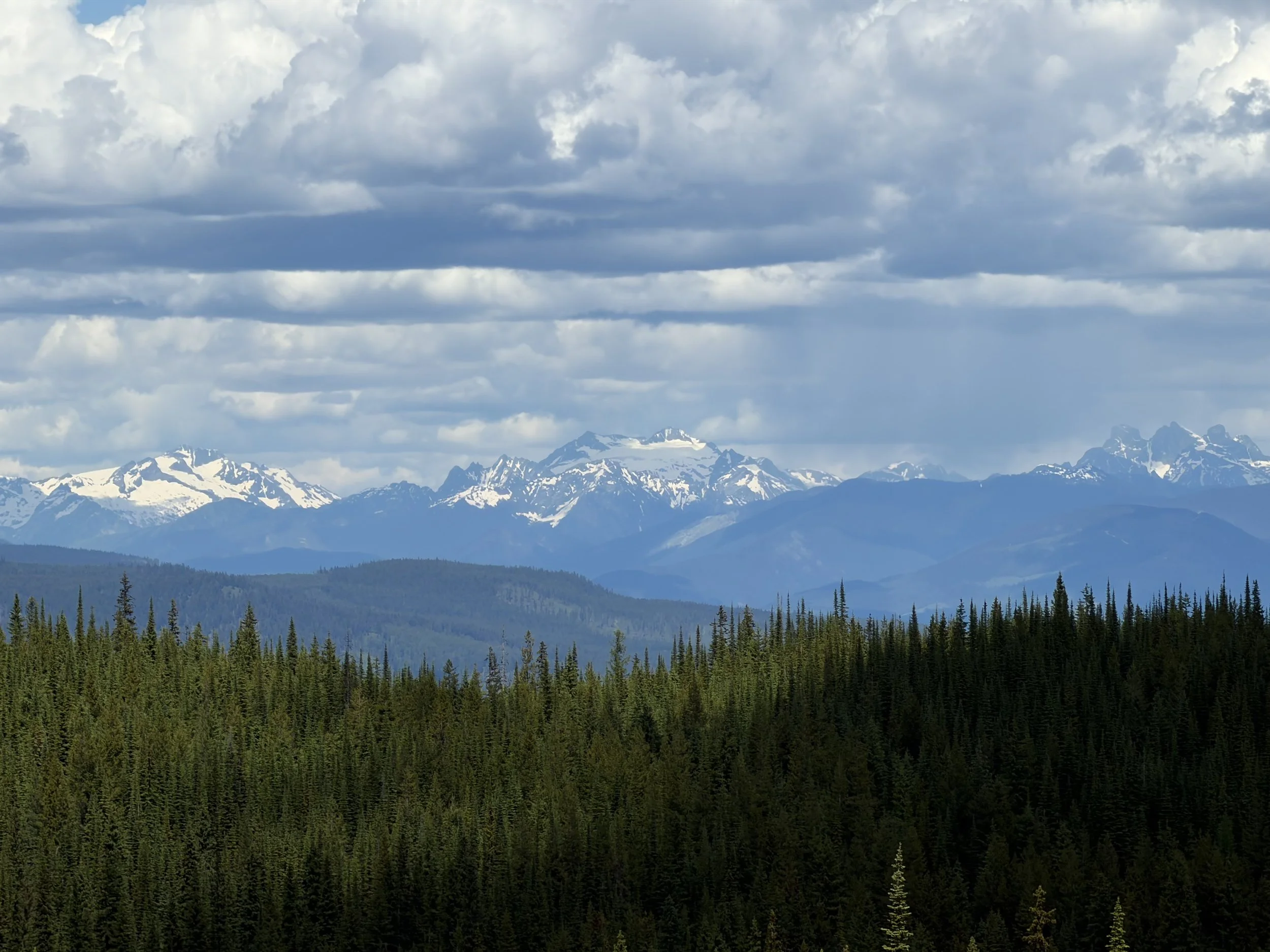 Snow-capped mountains under a sky filled with large, thick clouds, with a dense forest of evergreen trees in the foreground.