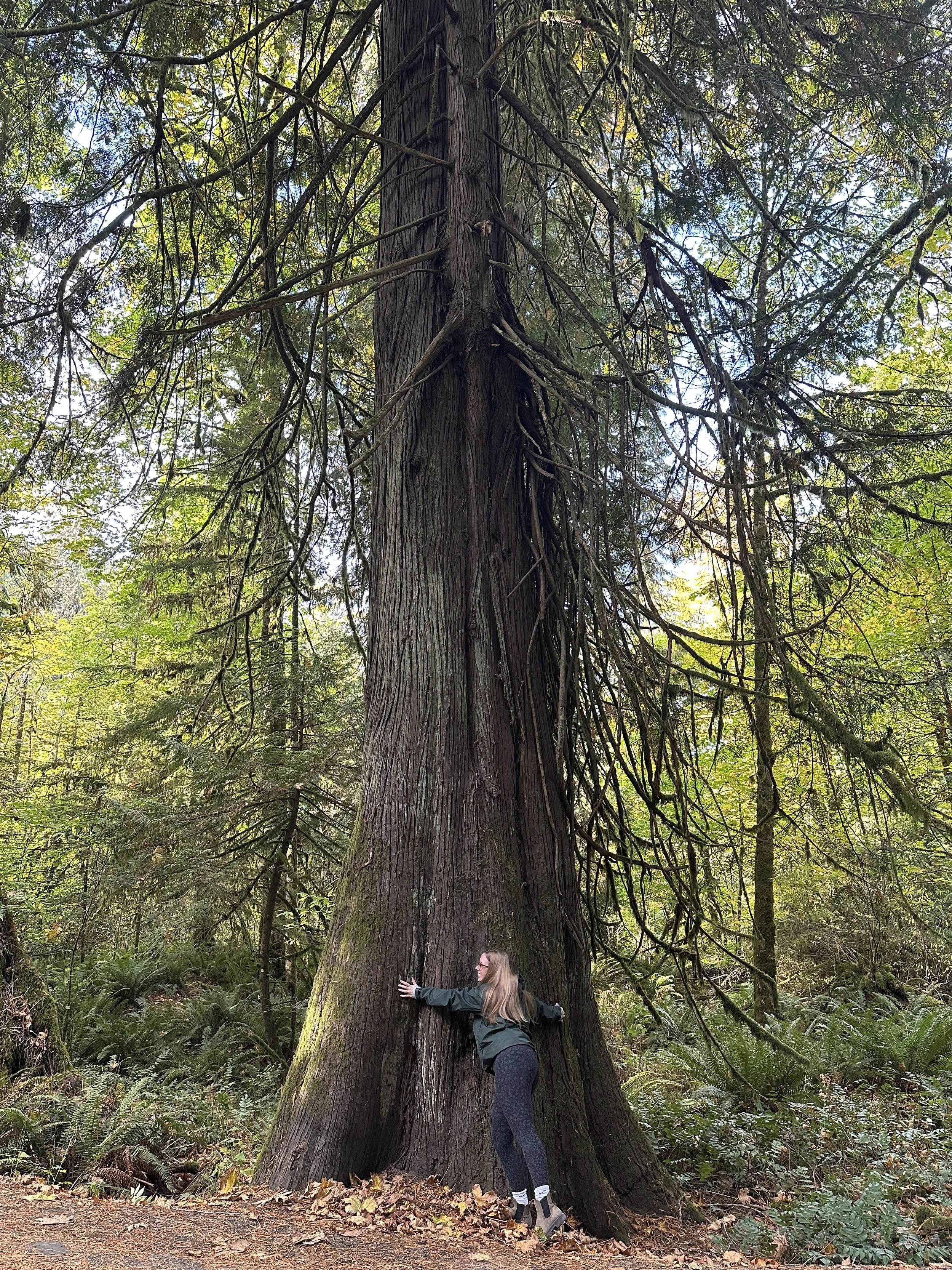 tree-hugger