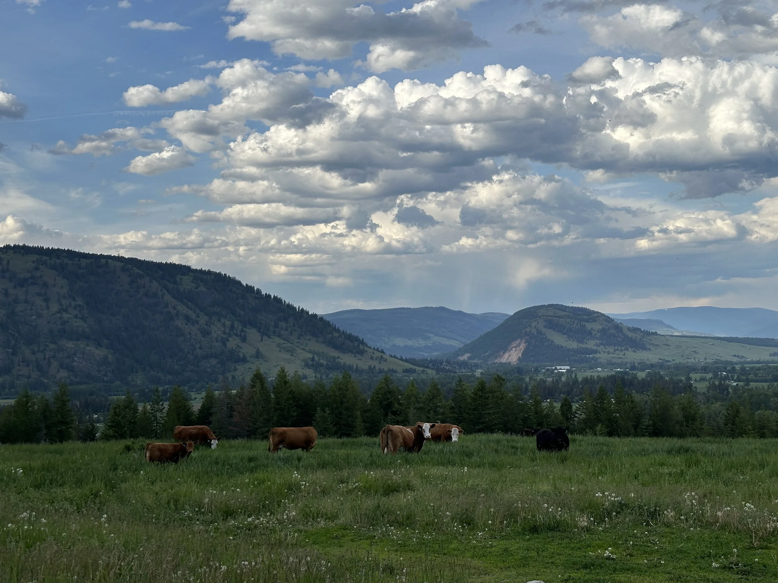 Cows grazing in a green field with mountainous landscape, dense trees, and a partly cloudy sky in the background.