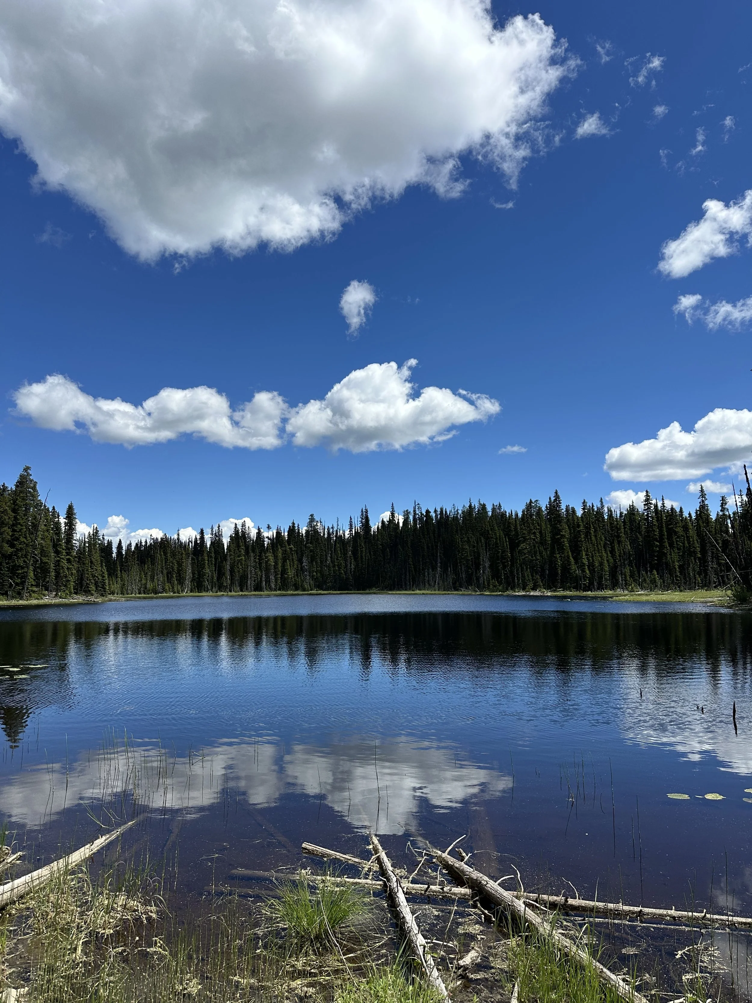 A scenic view of a calm lake surrounded by a dense forest of evergreen trees under a bright blue sky with scattered white clouds.