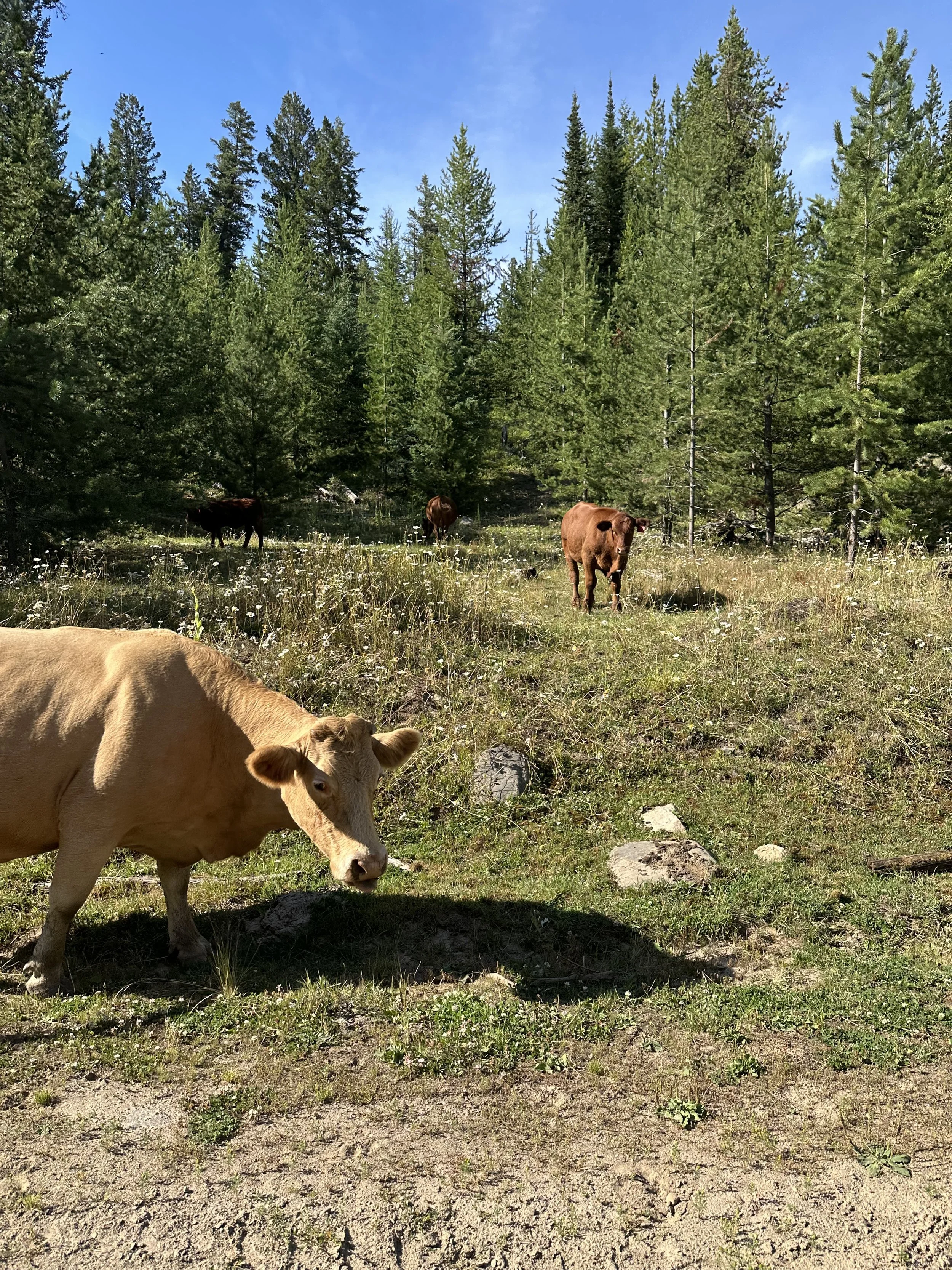Finding cows while on the SxS is one of my favourite moments!